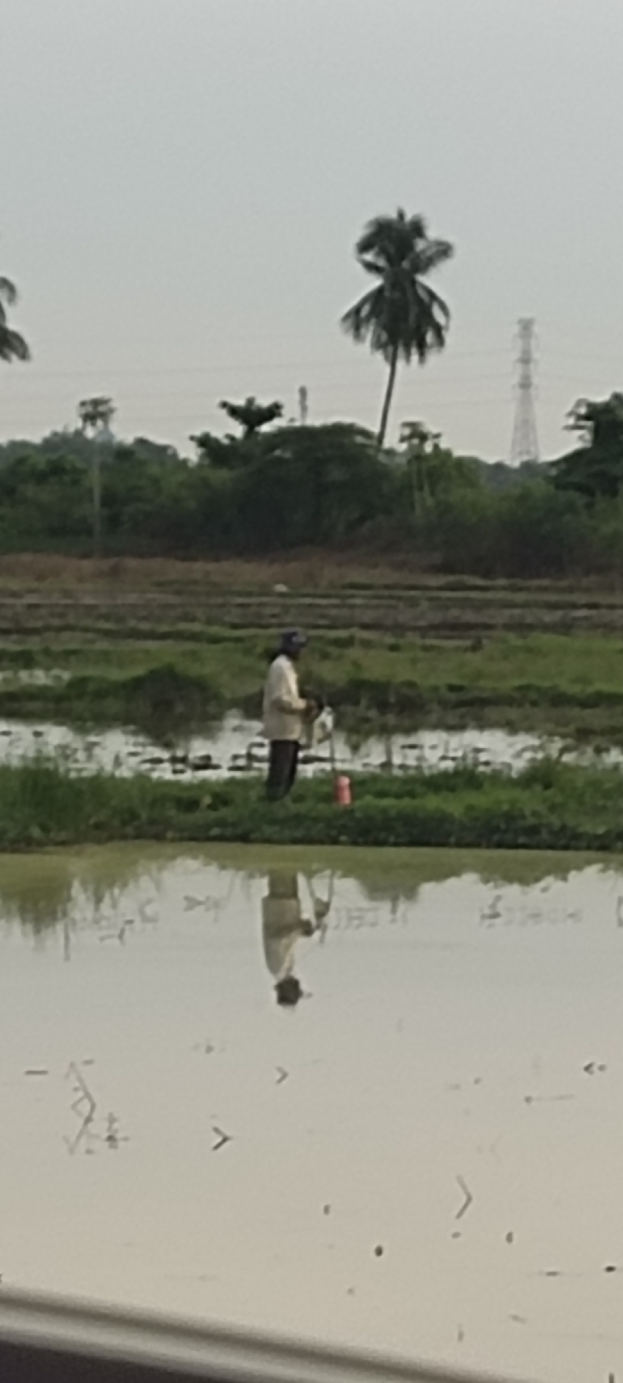 A man wearing a light-colored shirt and dark pants stands in a flooded field, holding a pole with a white object at the top. A red bucket is near his feet. The field is surrounded by greenery, including palm trees in the background. A transmission tower is visible in the distance. The scene is reflected in the shallow water.