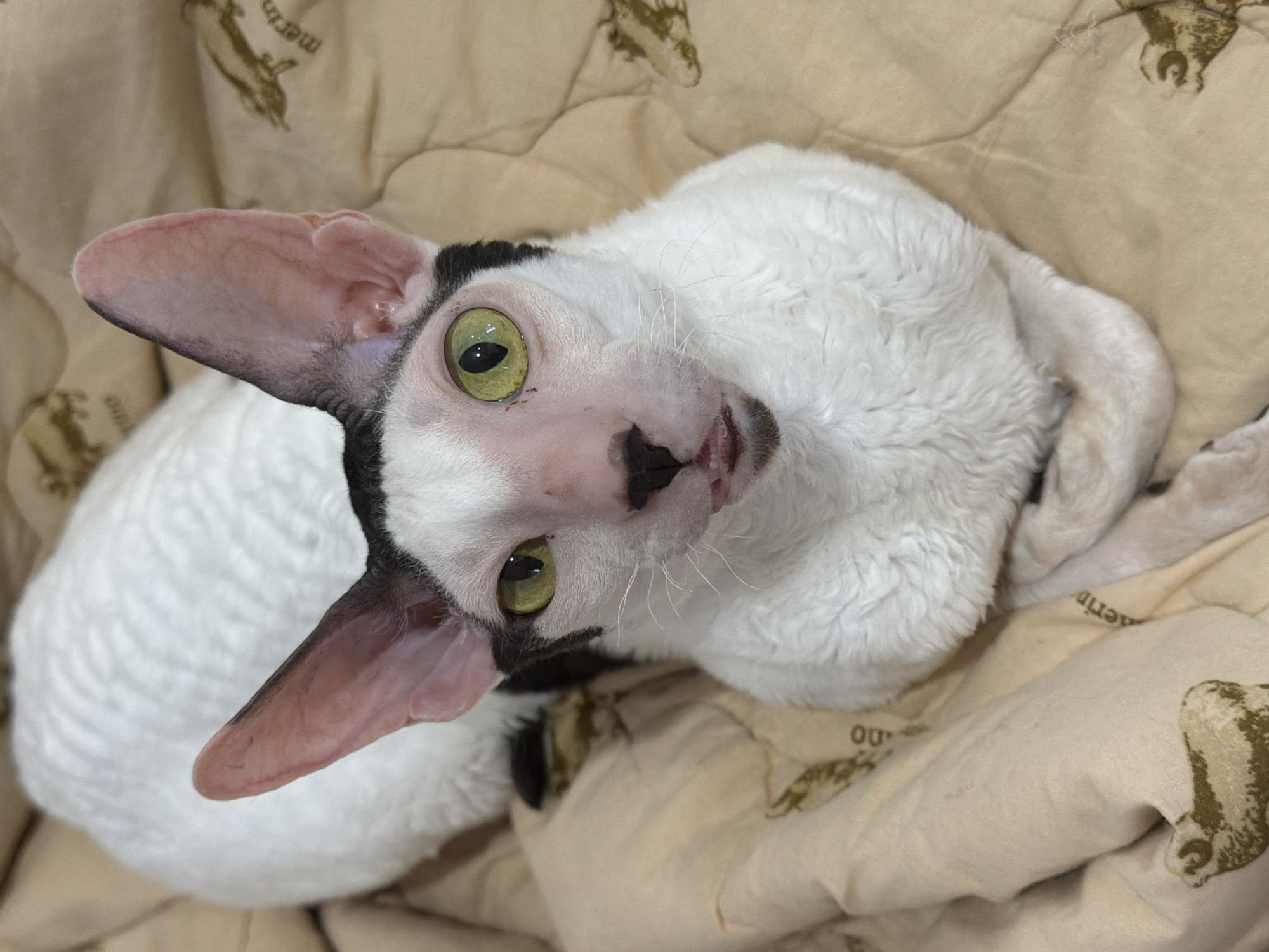 The image shows a close-up, overhead view of a white and black Cornish Rex cat resting on a beige blanket with a subtle sheep pattern. The cat has large, pointed ears with pink inner surfaces and green eyes. Its fur is curly and appears soft. The cat's paws are tucked neatly in front of its chest. The lighting suggests an indoor environment, and there are no discernible features indicating a specific location in Yekaterinburg, Russia.
