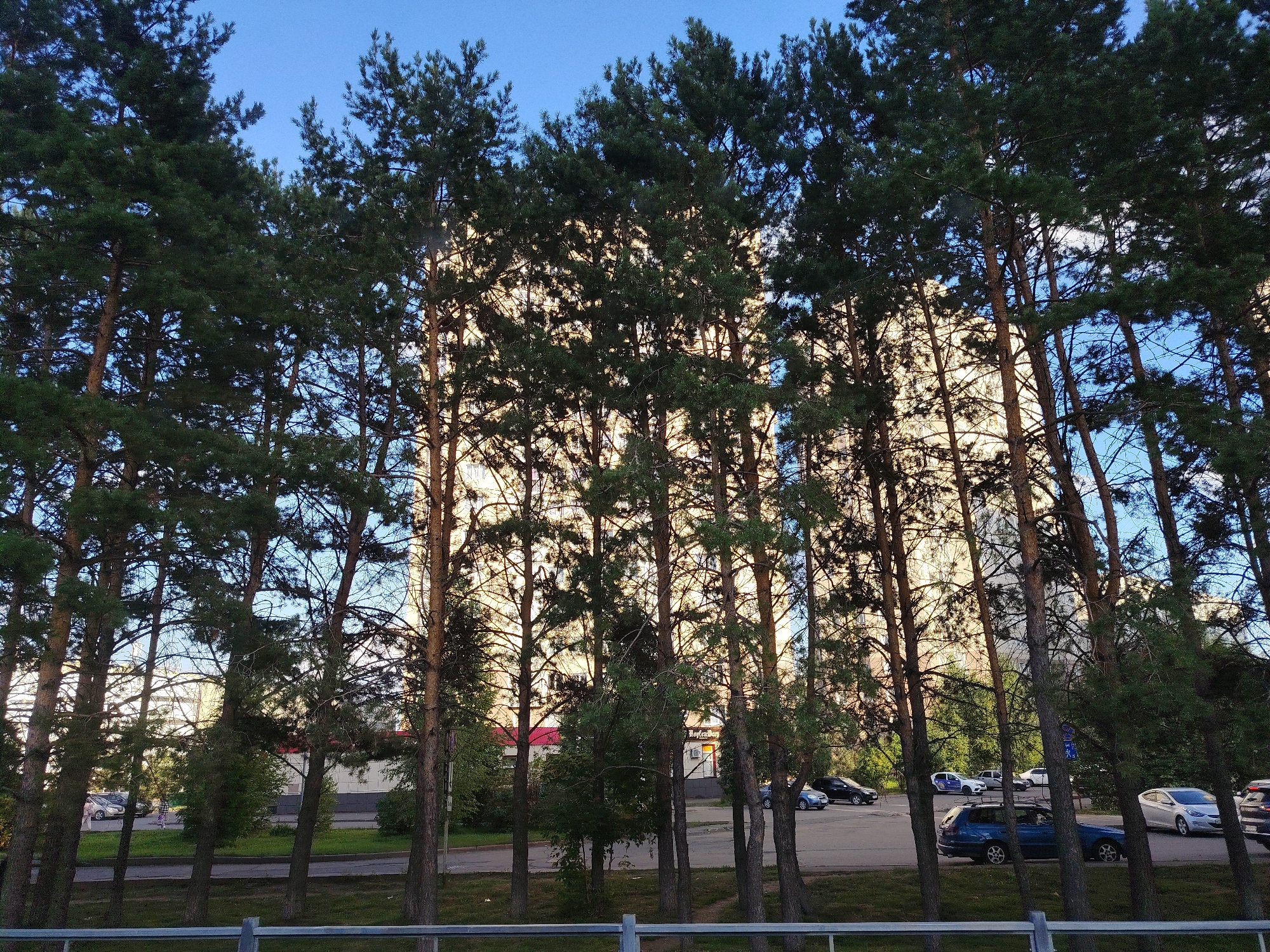 The image depicts a street scene in Kemerovo, Russia, viewed through a line of tall pine trees. In the foreground, a metal fence runs horizontally across the bottom of the frame. Behind the fence, the pine trees are densely packed, with their trunks varying in thickness and their dark green foliage obscuring much of the background. The trees create a natural screen, with the sunlight filtering through their branches, casting dappled shadows.
Beyond the trees, a multi-story building with a light-colored facade is visible, suggesting an urban or suburban setting. The building's architecture appears to be typical of Soviet-era apartment blocks, with rows of windows. A red-tiled roof is partially visible on a lower structure adjacent to the main building.
A street runs parallel to the line of trees, with several cars parked or driving. These include a dark blue hatchback, a silver sedan, and a white car with blue markings, possibly a police vehicle. There are also glimpses of people walking in the distance. The ground is covered with green grass and some patches of darker earth. The sky above is a clear, bright blue, indicating a sunny day. The overall impression is one of a residential area in Kemerovo, where natural elements like pine trees are integrated with urban infrastructure.