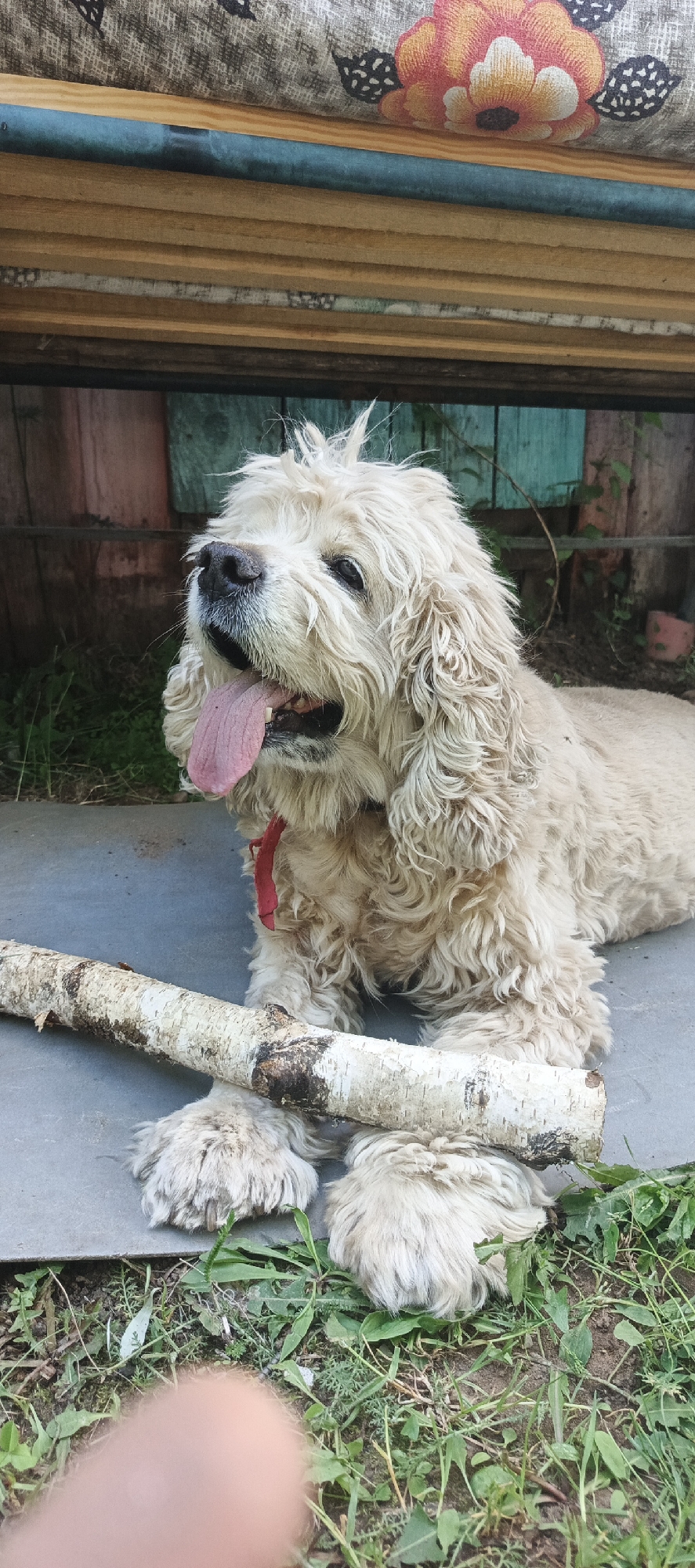 A cream-colored, long-haired dog, resembling a Cocker Spaniel, is lying on a light gray concrete or paved surface in the city of Ваньки, Russia. The dog's fur is curly and appears slightly disheveled, particularly on the top of its head. Its mouth is open with a prominent pink tongue extended, suggesting panting. A thin red collar is visible around its neck. A debarked, pale wooden branch, possibly birch, approximately 60 cm in length, rests across the dog's front paws.
In the immediate background, green grass and weeds grow adjacent to the paved surface. Behind the dog, a rustic wooden structure is visible. This structure features vertical wooden planks, some painted reddish-brown on the left and a teal-blue on the right. Above this, horizontal wooden beams form part of a larger structure, potentially a bench or the base of a building. The uppermost background displays a textured gray fabric with a prominent orange and yellow floral design, possibly a cushion or cover, resting on the wooden structure. A light-skinned human finger is partially visible in the bottom-left corner of the frame. The scene is illuminated by natural light.