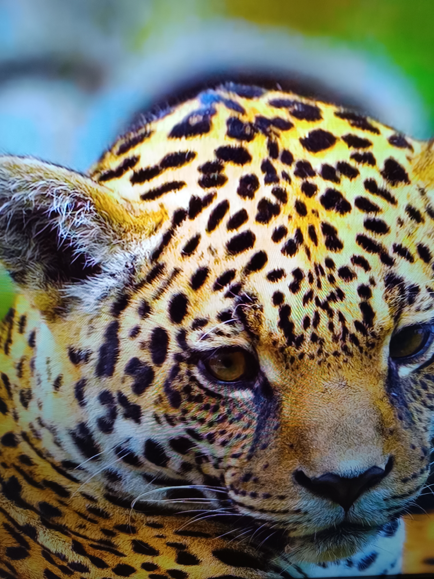This is a close-up, head-and-shoulders photograph of a jaguar. The jaguar's fur is a vibrant golden yellow with distinct black rosettes. Its eyes are a warm brown, and its nose is dark and moist. The image focuses on the jaguar's face, capturing its intense gaze and the texture of its fur. The background is blurred, suggesting a natural environment with hints of green and blue. There is no information in the image to suggest a location in Taraz city administration, Kazakhstan.