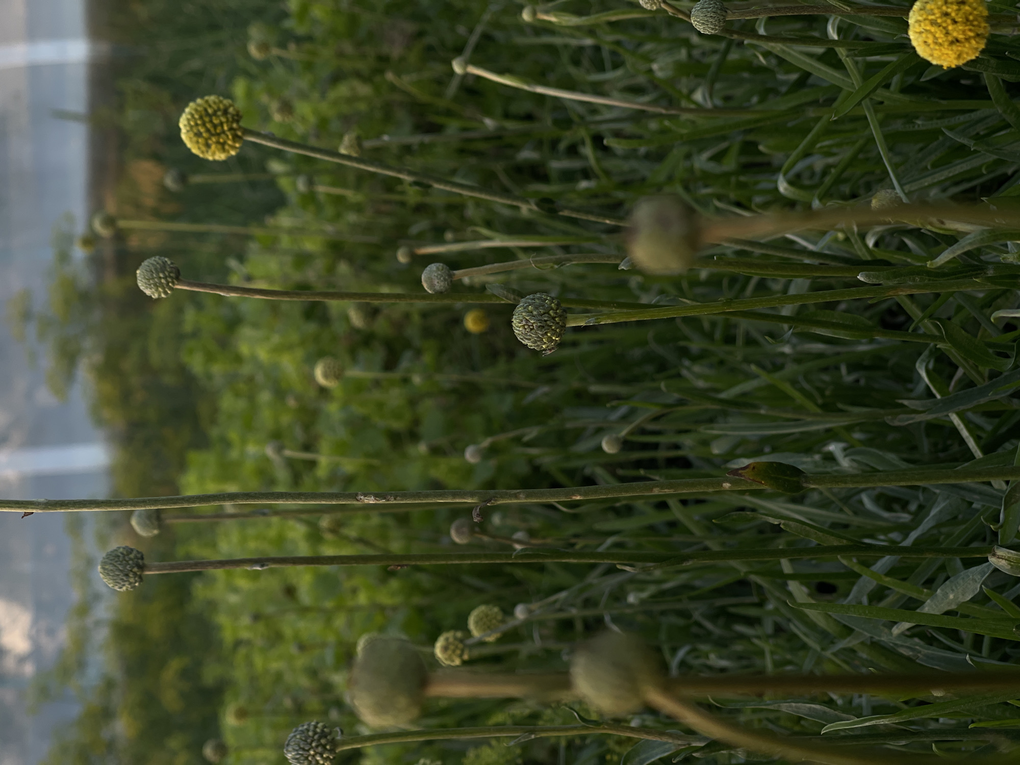 The image shows a close-up of a field of craspedia, also known as drumstick flowers, in various stages of bloom. The flowers are spherical and have a fuzzy texture. Some are bright yellow, while others are in various shades of green, indicating they are either buds or have finished blooming. The stems are long and thin, with thin, grass-like foliage surrounding them. The flowers are clustered together, creating a dense, green background with pops of yellow. The lighting suggests it is daytime, possibly late afternoon or early morning due to the soft, diffused light and some reflections on the left side of the image that might be from a body of water or a reflective surface. The overall mood is natural and serene, highlighting the beauty of the flowers. There is no visible text in the image. The location is identified as Perevoznoye, Russia, suggesting a rural or natural setting.