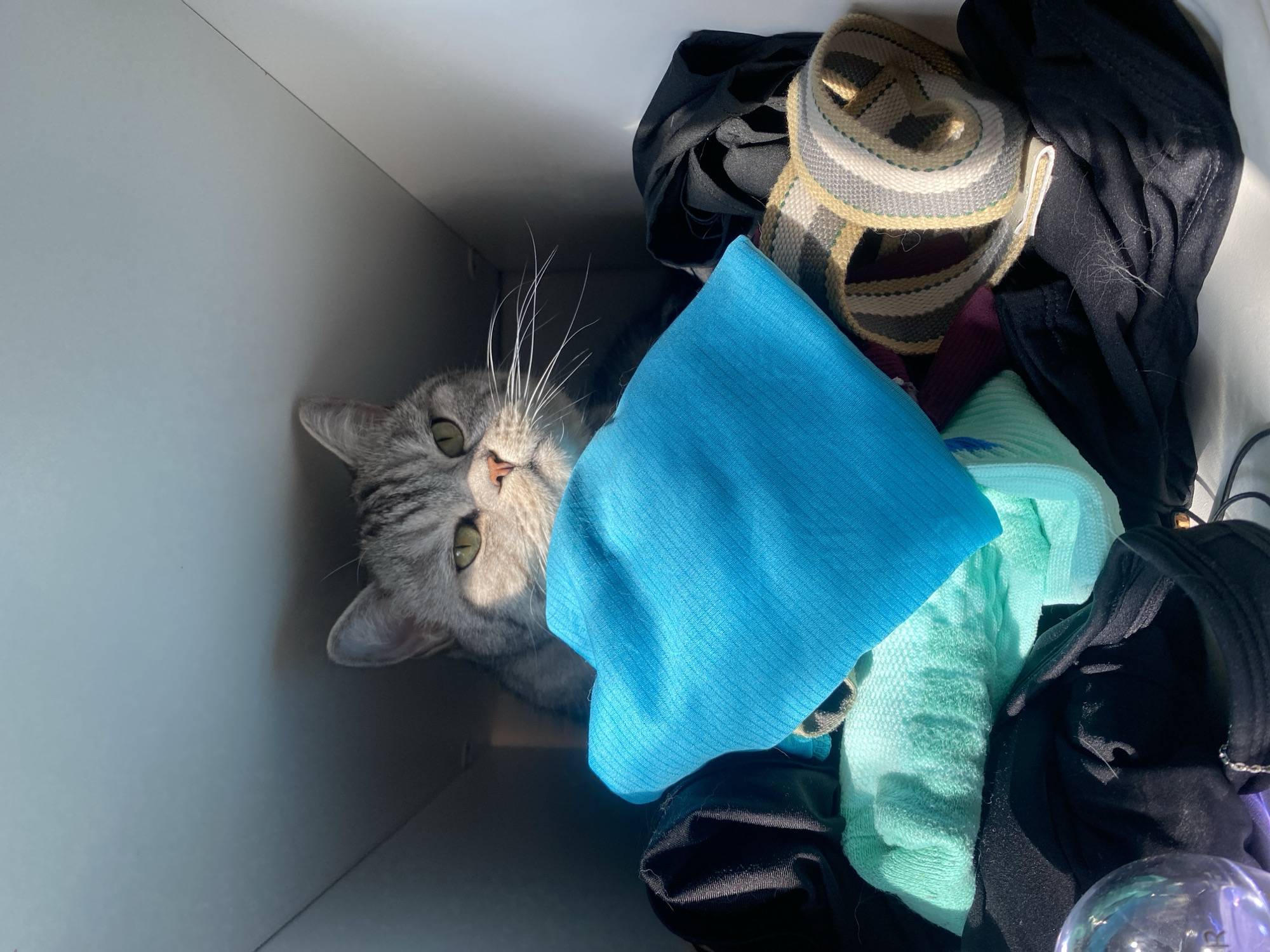 A gray and black tabby cat with green eyes is partially visible, peeking out from a pile of folded clothes inside a white box. The cat's head and upper chest are the only parts of its body that are clearly visible. The clothes are a mix of colors, including black, teal, and a striped fabric. Sunlight is streaming in from the right side of the image, casting shadows on the clothes and illuminating the cat's face. A clear glass sphere with purple and pink hues is visible in the lower left corner of the image, resting on top of some black fabric. This scene is likely located in a residence in Chaikovsky, Russia.