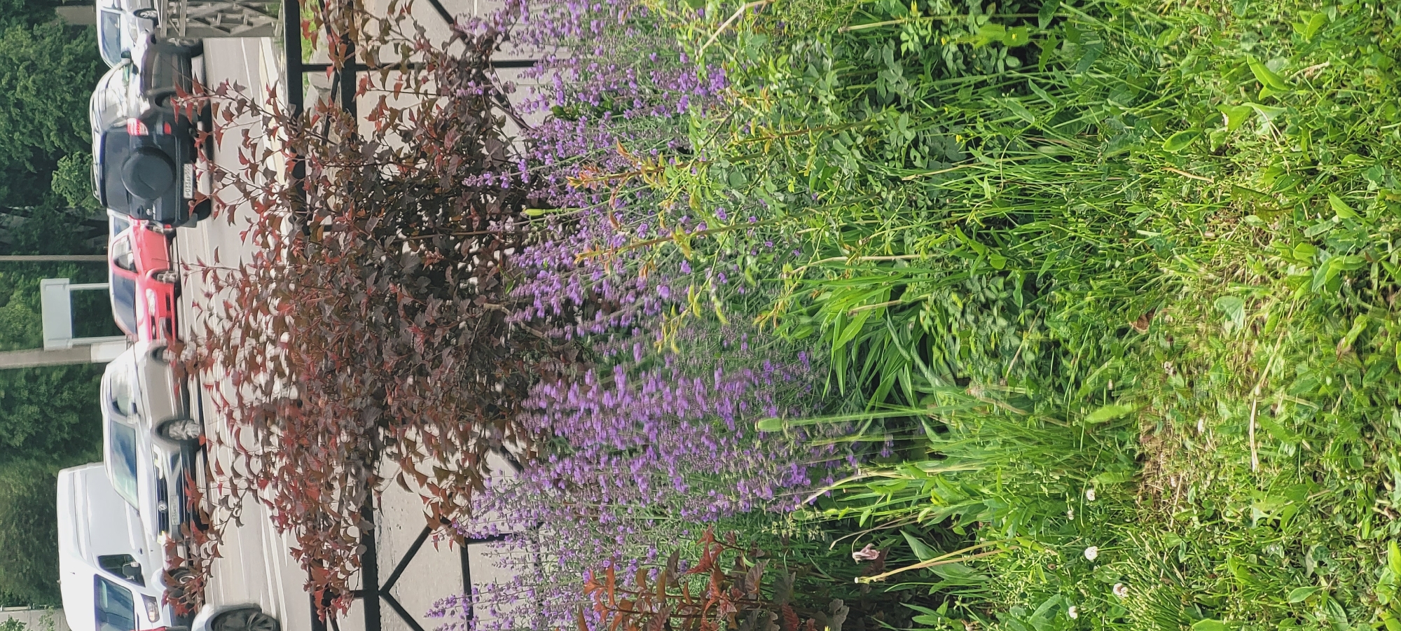 The image depicts a street scene. On the left, there are multiple parked cars of various colors, lined along a street, which gives the impression of an urban setting. Adjacent to the cars, there are trees or bushes with reddish-brown foliage. The scene is divided by a row of purple flowers. To the right of the flowers, there is a dense area of green vegetation. The vegetation consists of lush grass and plants, creating a natural contrast to the urban elements on the left. The image is taken from a slightly elevated position, looking across the street towards the greenery.
