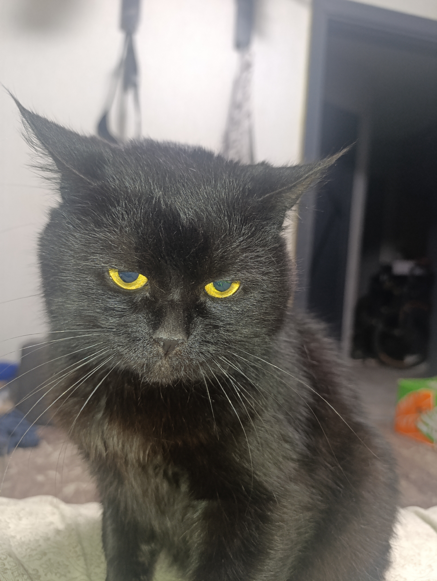 A black cat with bright yellow eyes is the subject of this close-up portrait. The cat is looking directly at the camera with a slightly stern expression. Its fur is dark and appears somewhat ruffled. The background is blurred and indistinct, with some objects suggesting an indoor environment. The image's metadata does not contain location information for Zlatopil, Ukraine.