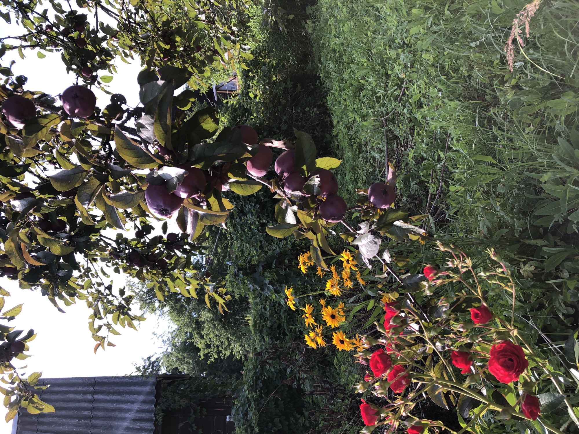 The image depicts a vibrant garden scene, likely in a dacha or rural setting. In the foreground, a cluster of bright red roses is in full bloom, with several buds yet to open. Behind the roses, a patch of yellow flowers with dark centers, resembling Black-eyed Susans, adds a splash of color. Overhead, a tree laden with dark red fruit, possibly apples or plums, hangs heavy on its branches. The foliage of the tree is lush and green, interspersed with hints of red and brown from the ripening fruit. To the left, the corrugated metal roof and side of a rustic building are visible, suggesting a dwelling or outbuilding. The background is filled with dense green foliage and tall grasses, indicative of a natural, overgrown garden environment. The scene is bathed in natural sunlight, casting shadows and highlighting the textures of the plants and building materials. The overall impression is one of a thriving, untamed garden, possibly in late summer or early autumn, with a distinctly rural or dacha atmosphere. The location is specified as Красная Пресня Снт, Russia, which is a common designation for garden and cottage communities in Russia.