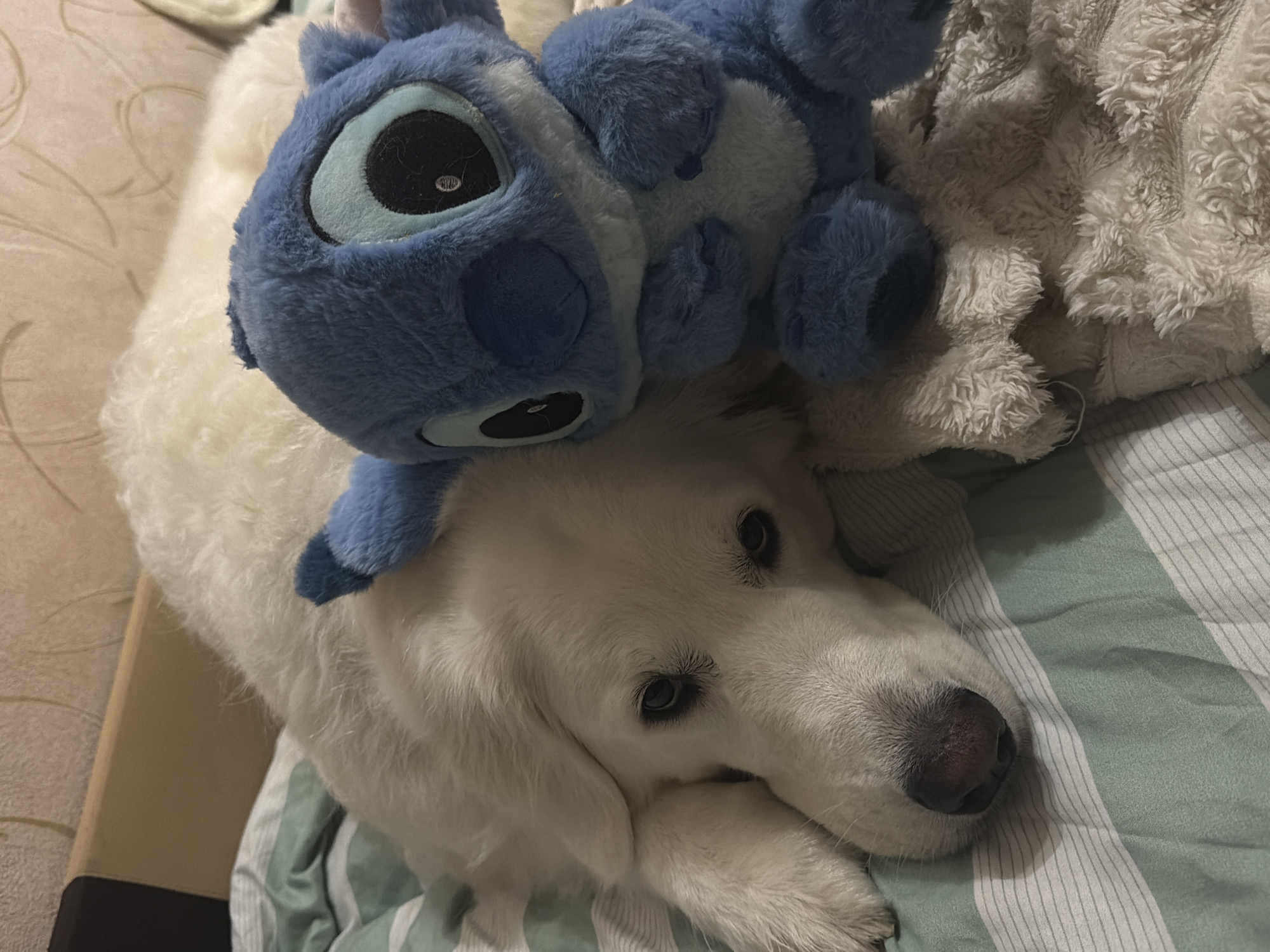 A golden retriever lies on its side on a bed, facing the camera. Its head rests on a fluffy beige blanket. Next to its head is a blue stuffed toy resembling the character Stitch. The dog's fur is white, and its eyes are dark. The bed is covered with a striped green and white sheet. The background is out of focus, showing a textured wall and a wooden headboard. The lighting is dim, suggesting an indoor setting, possibly a bedroom. The overall scene depicts a relaxed and comforting moment.