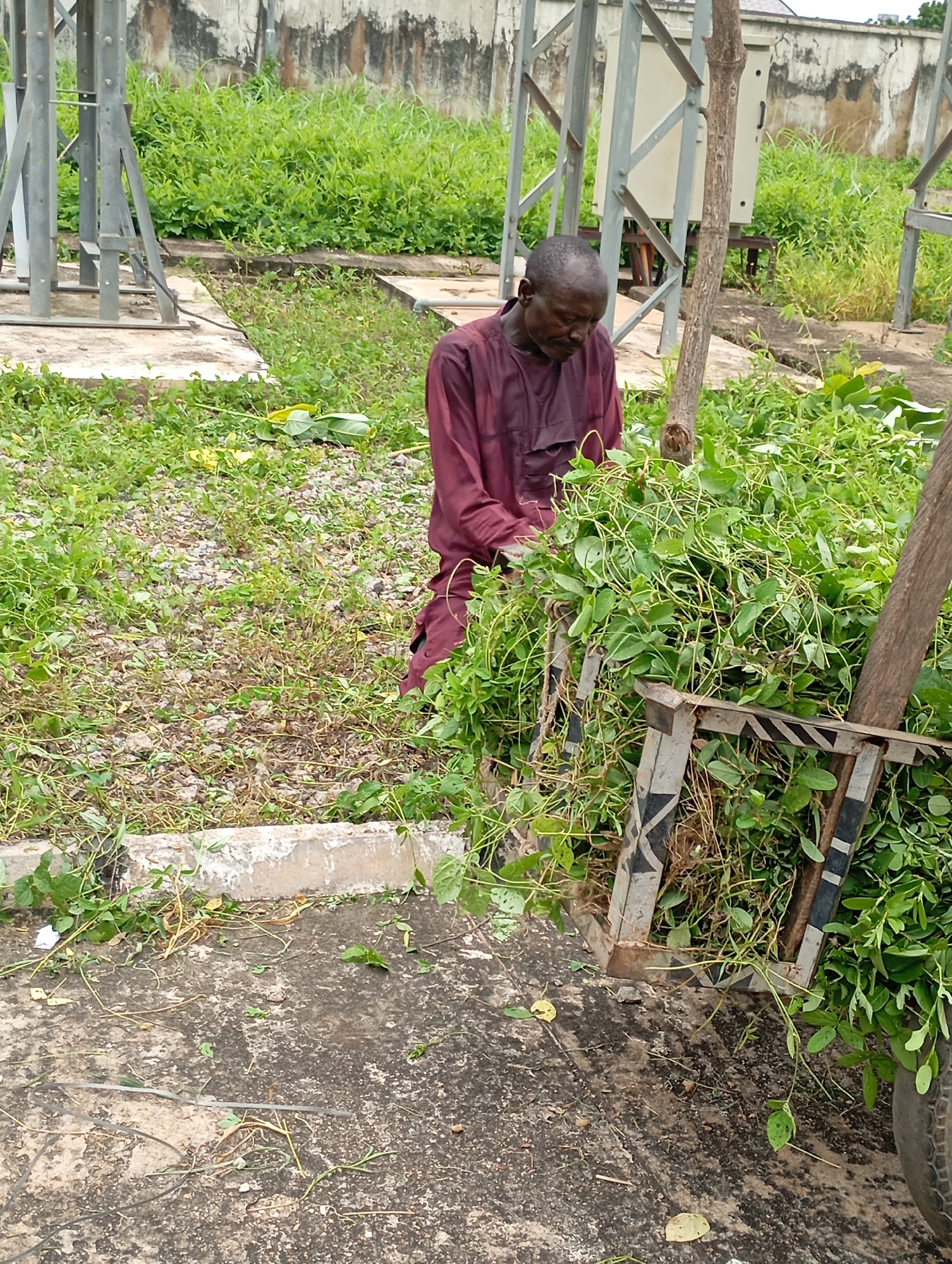 In Shendam, Nigeria, an elderly man dressed in a maroon tunic and trousers is seen in an outdoor setting amidst lush green vegetation and industrial structures. He is bent over, tending to a large pile of cut green vines that have been placed in a metal cart with black and white reflective stripes. The cart appears to be a disassembled frame with wheels on one side. In the background, a tall, grey metal tower structure with electrical equipment is visible, alongside a concrete wall and more dense greenery. The ground is a mixture of concrete and gravel, with scattered leaves and debris. The overall scene suggests a rural or semi-industrial area within the city.