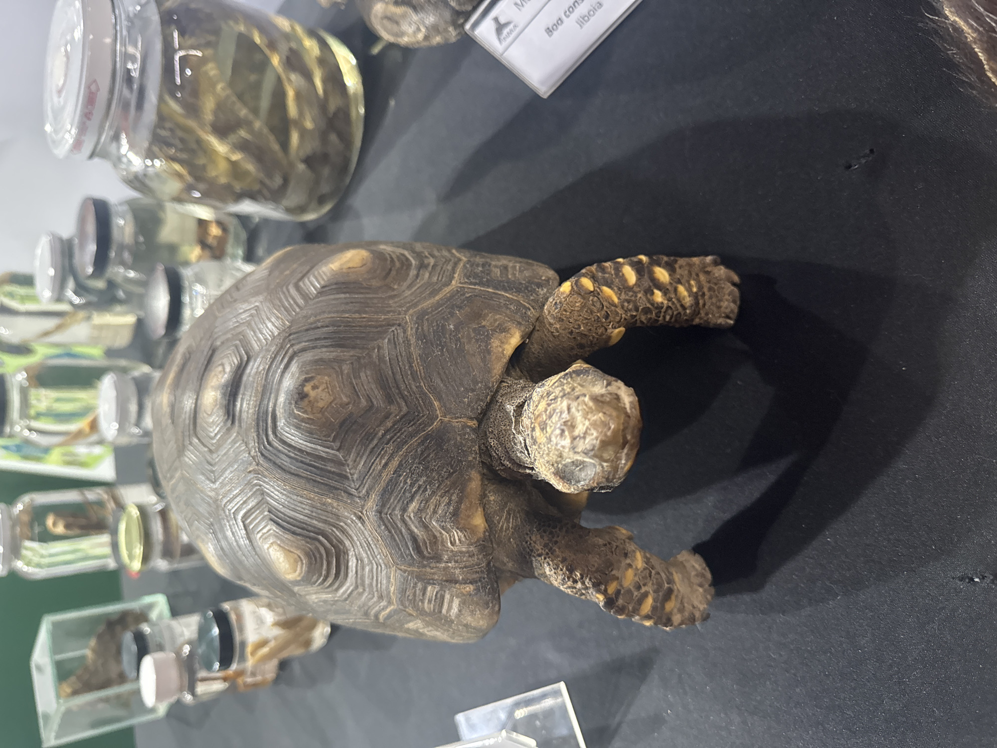 In Niterói, Brazil, on a dark, flat surface, a taxidermied tortoise is prominently displayed. The tortoise, viewed from the rear, has a domed, segmented shell with intricate patterns in shades of brown and yellow. Its legs, also taxidermied, are visible, showing detailed scales and yellow markings. In the background, several glass jars containing preserved specimens are arranged. One jar on the right contains a coiled snake immersed in liquid. Other jars hold smaller items, possibly biological samples. A white label with text, partially visible, is placed to the right of the tortoise, suggesting it is part of an exhibit. The overall scene appears to be a display at a museum or educational institution.