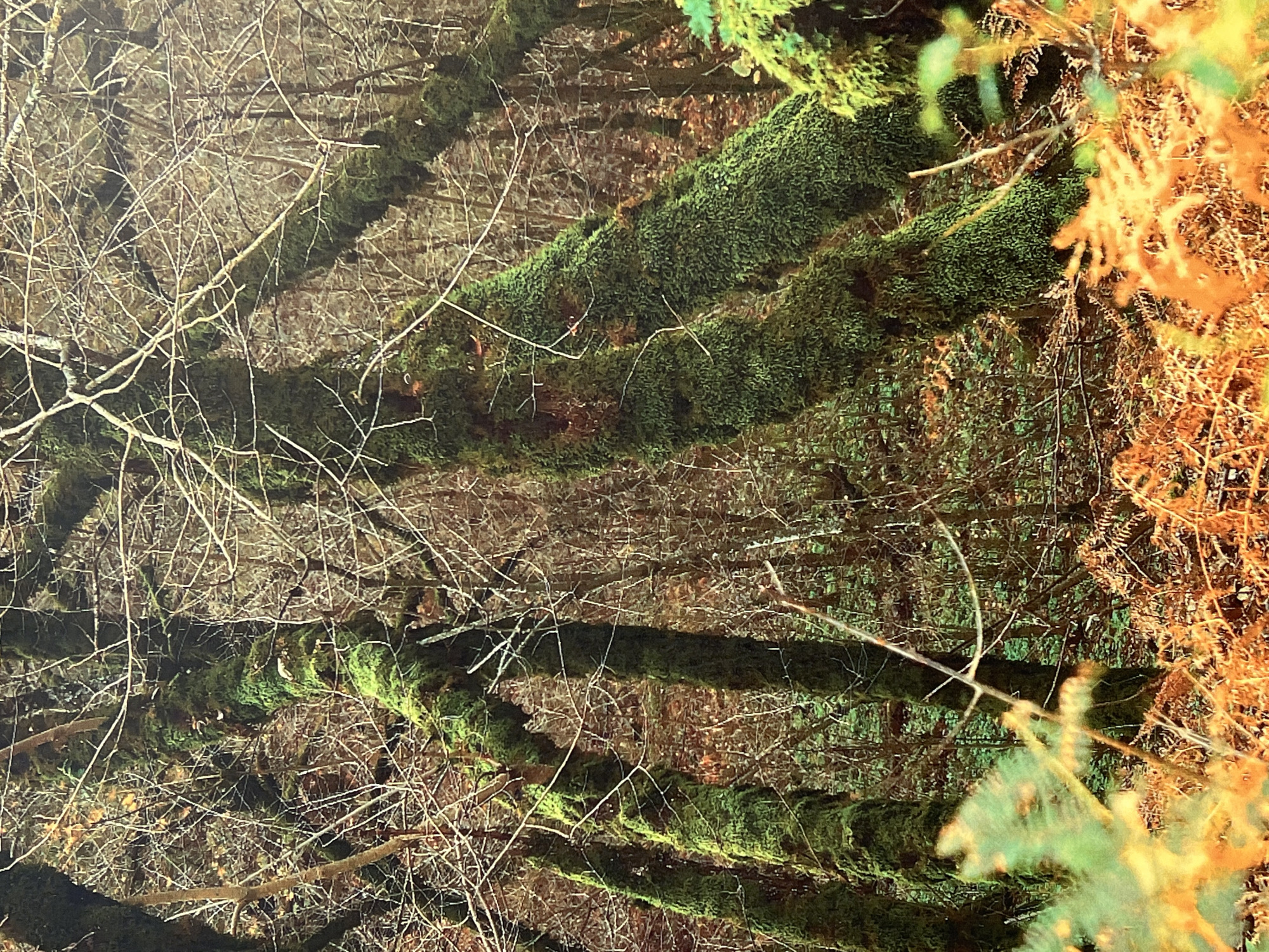 This is a photograph of a densely wooded area, likely a forest or park, with a focus on moss-covered trees. The trunks and branches of several trees are heavily draped in vibrant green moss, giving them a lush, almost velvety appearance. The trees themselves are bare of leaves, suggesting it may be autumn or winter, which is further hinted at by the presence of dried, orange-brown ferns on the forest floor. The background is a blur of more trees and undergrowth, creating a sense of depth and an enclosed environment. The lighting is subdued, typical of an overcast day or dense canopy, which enhances the deep green of the moss. There are no people or any man-made objects visible in the scene. The overall impression is one of a natural, wild, and somewhat damp woodland setting. The image does not contain any information that would suggest a specific location within the city of Sabail Raion, Azerbaijan.