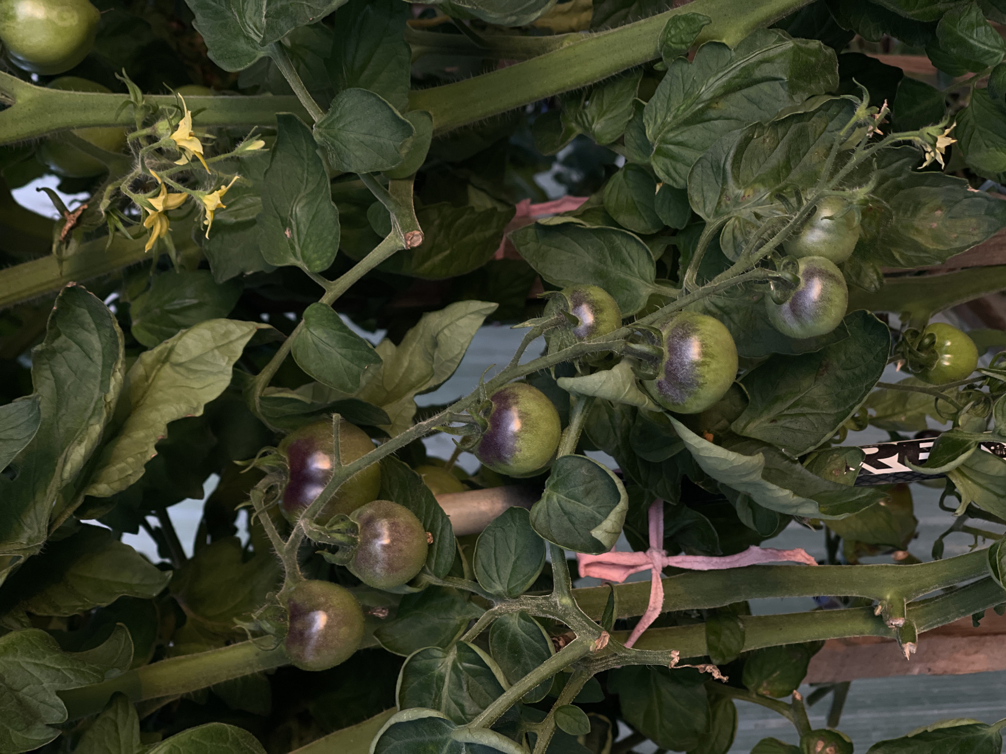 This is a close-up, eye-level, outdoor shot of ripening tomatoes on a vine. The tomatoes are green with purple streaks and some have visible fuzz. There are also small yellow flowers on the vine. The background consists of green leaves and stems, and a pale, out-of-focus structure that appears to be a fence or wall. There are no people or animals visible. The scene is likely in a garden or greenhouse, given the focus on the tomato plants. The image does not contain enough information to determine its specific location within the city of Perevoznoe, Russia, or any other location.