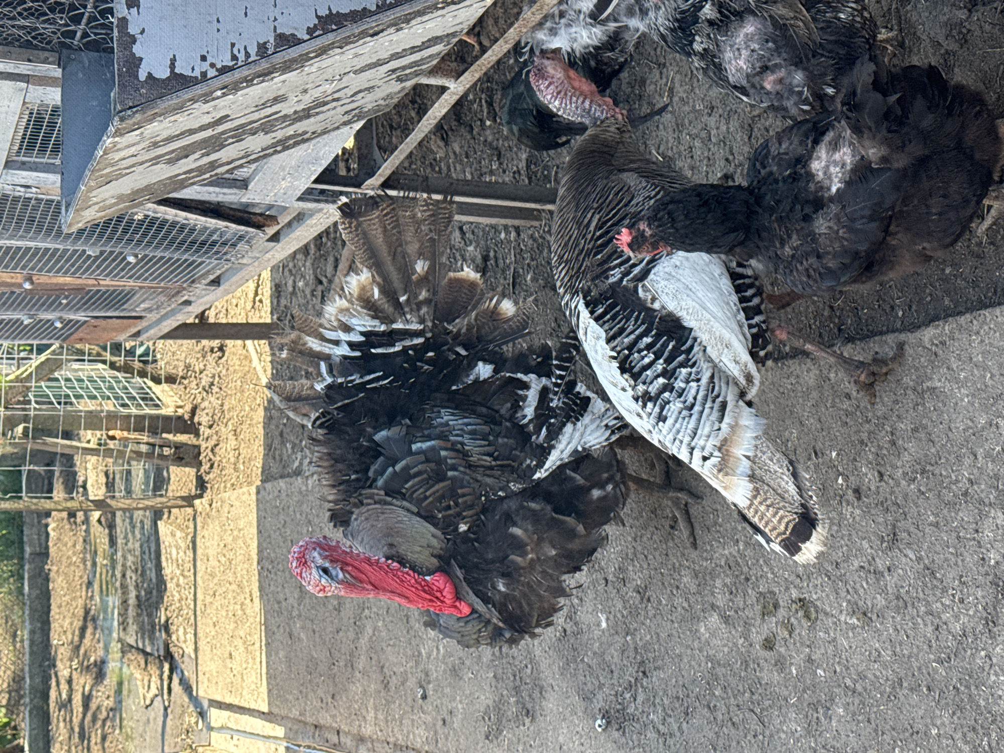 The image depicts a group of turkeys in an outdoor environment. The turkeys are a mix of colors, including black, white, and brown. One turkey has a red wattle and snood, indicating it is likely a male. They are standing on a concrete surface. In the background, there is a weathered, wooden structure with wire mesh panels, which could be a coop or shelter for the birds. The location is not specified in the prompt.
