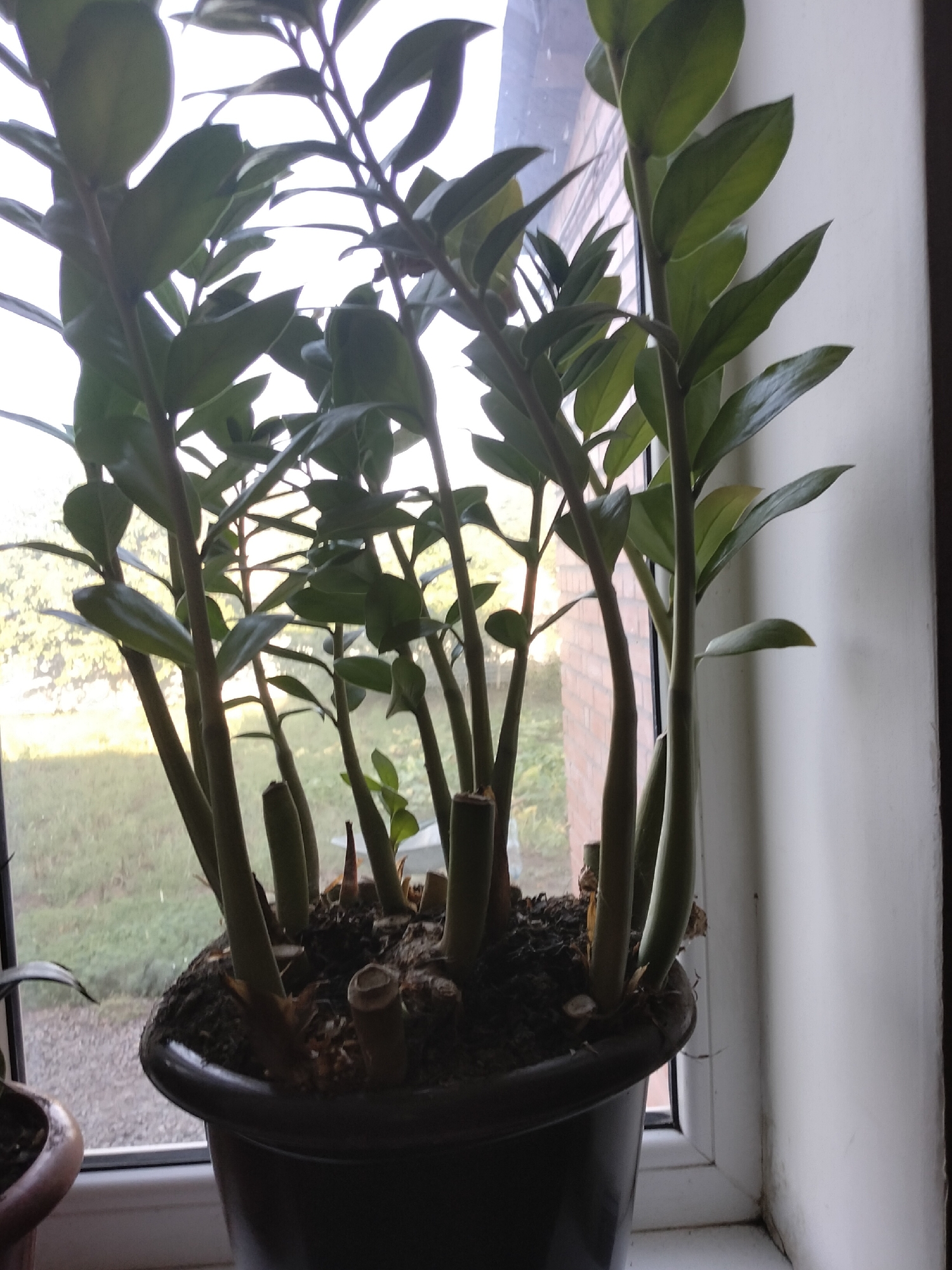 A close-up, eye-level shot captures a potted ZZ plant on a windowsill. The plant, with its thick, green stems and glossy leaves, is positioned in the center of the frame, filling most of the image. The dark, plastic pot sits on a white windowsill, which extends to the right edge of the frame, where it meets a white wall. Through the window behind the plant, a blurred view of a brick building and greenery is visible, suggesting an outdoor environment. The lighting is soft and diffused, indicating it might be an overcast day or the photo was taken indoors with indirect light. No people are present in the image. The scene is static and devoid of any action. This setting is typical for indoor plants placed near windows for natural light in a residential or office environment in Nizhnedonskoy, Russia.