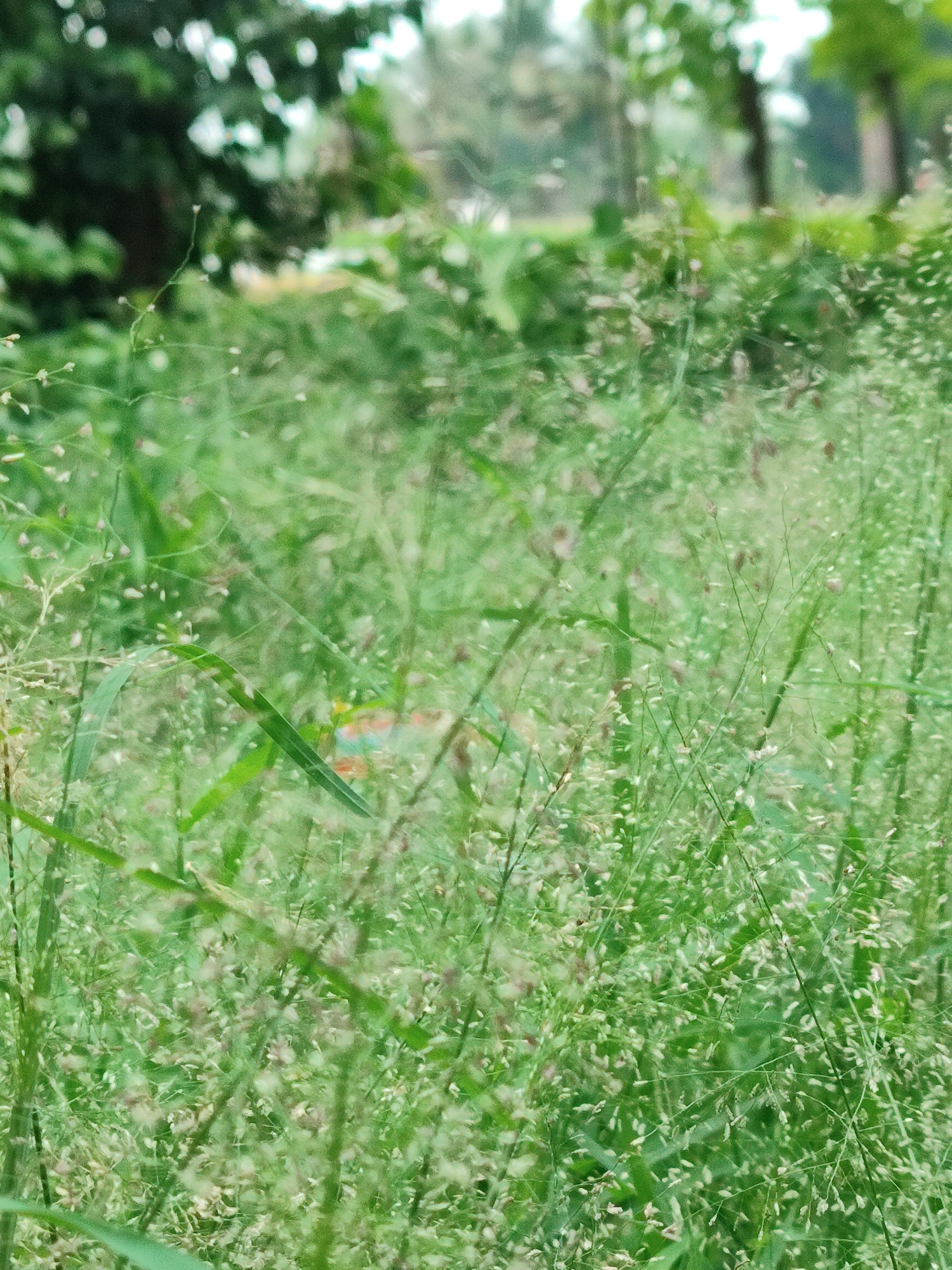 The image depicts a close-up view of tall, feathery green grass with small, light-colored seed heads. The grass is dense and appears to be growing outdoors in a natural or semi-natural environment. In the background, blurred foliage and trees suggest a leafy setting, possibly a park, garden, or roadside area in Keudejungkagajah, Indonesia. The lighting is soft and diffused, indicating an overcast day or shade. There are no people or animals visible in the frame. The focus is on the texture and delicate structure of the grass.