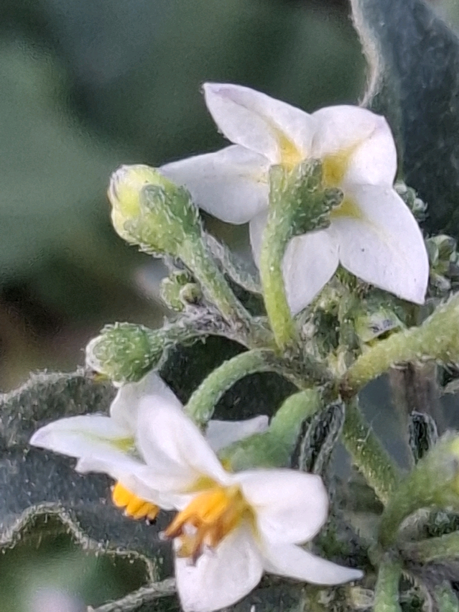 The image shows a close-up view of white flowers with yellow centers, growing on a green, fuzzy stem. There are also several green buds visible. The flowers and buds appear to be on a plant with fuzzy leaves. The background is a blurred green, suggesting an outdoor environment. The location is not determinable from the image alone, and therefore, it cannot be associated with the city of Almaty, Kazakhstan.