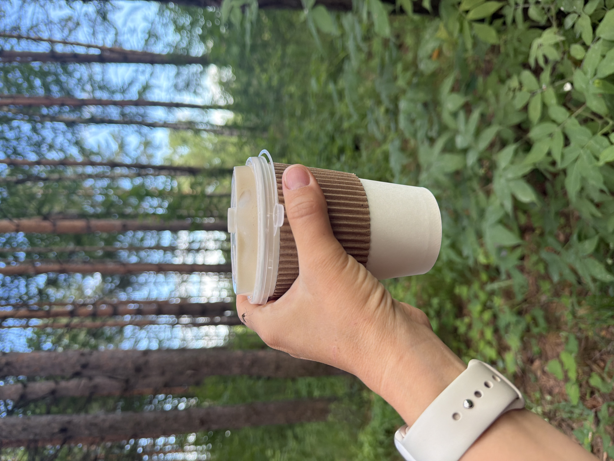 A human hand, adorned with a white wristwatch, grasps a disposable coffee cup with a cardboard sleeve. The cup is positioned in the foreground, with a blurred background of trees and greenery. A mosquito is visible on the back of the hand, near the thumb. The scene suggests an outdoor setting, possibly a park or forest, with the dappled sunlight filtering through the trees. The location is identified as Chaikovsky, Russia.