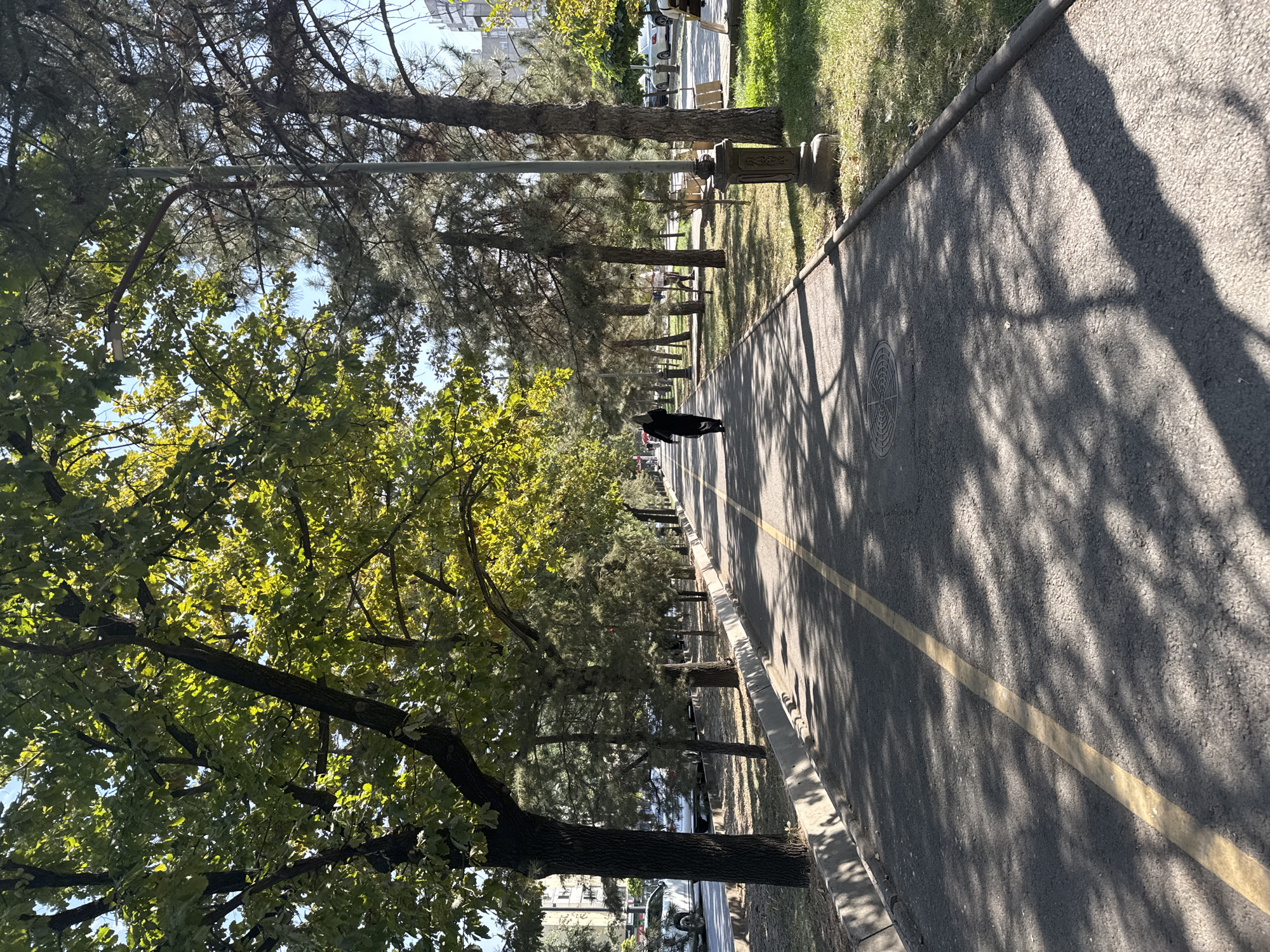 A person in dark clothing walks away from the camera on a paved path lined with trees. The path has a yellow line down the center and is bordered by a curb and grass. Sunlight filters through the leaves of the trees, casting dappled shadows on the path. In the background, cars are parked along a street, and buildings are visible. The scene appears to be a park or a tree-lined avenue in Bishkek, Kyrgyzstan.