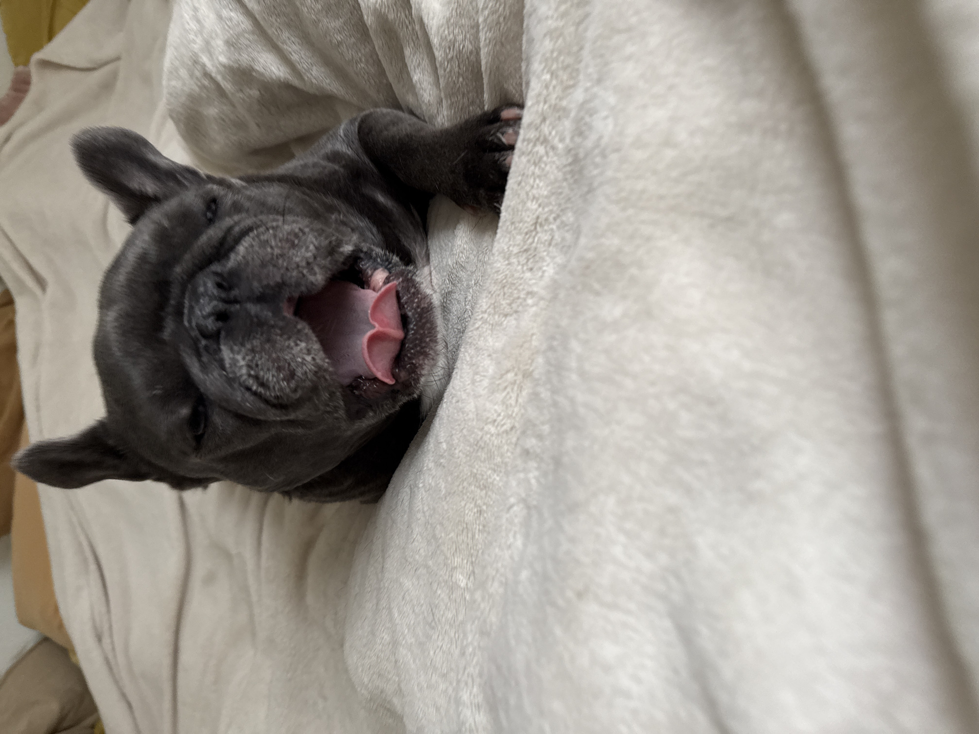A French bulldog yawns widely on a beige blanket. The dog is dark gray with folded ears and a wrinkled face. Its mouth is open, revealing a pink tongue and teeth. The background consists of soft, wrinkled beige blankets, suggesting an indoor setting like a bed or couch. There is no information available about the location in Bad Sachsa, Germany.