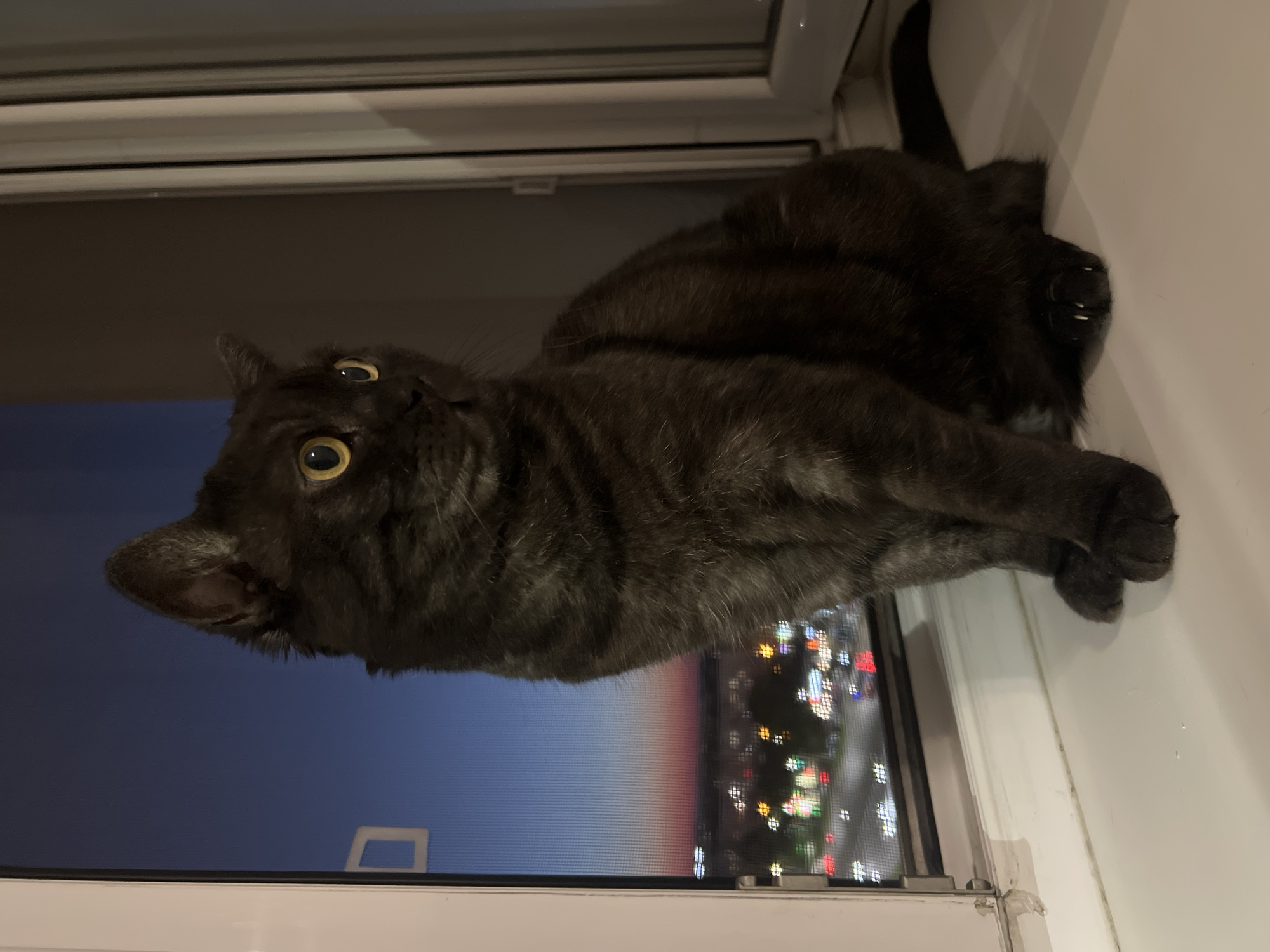 A dark grey tabby cat with yellow eyes is sitting on a white windowsill, looking out at a city at dusk. The city lights are visible below, along with a gradient of colors in the sky from deep blue to orange and pink. The cat is facing right and appears to be attentively observing something outside. The window has a screen with a white frame. The overall scene suggests a quiet evening observation from an apartment. The cat's breed appears to be British Shorthair.