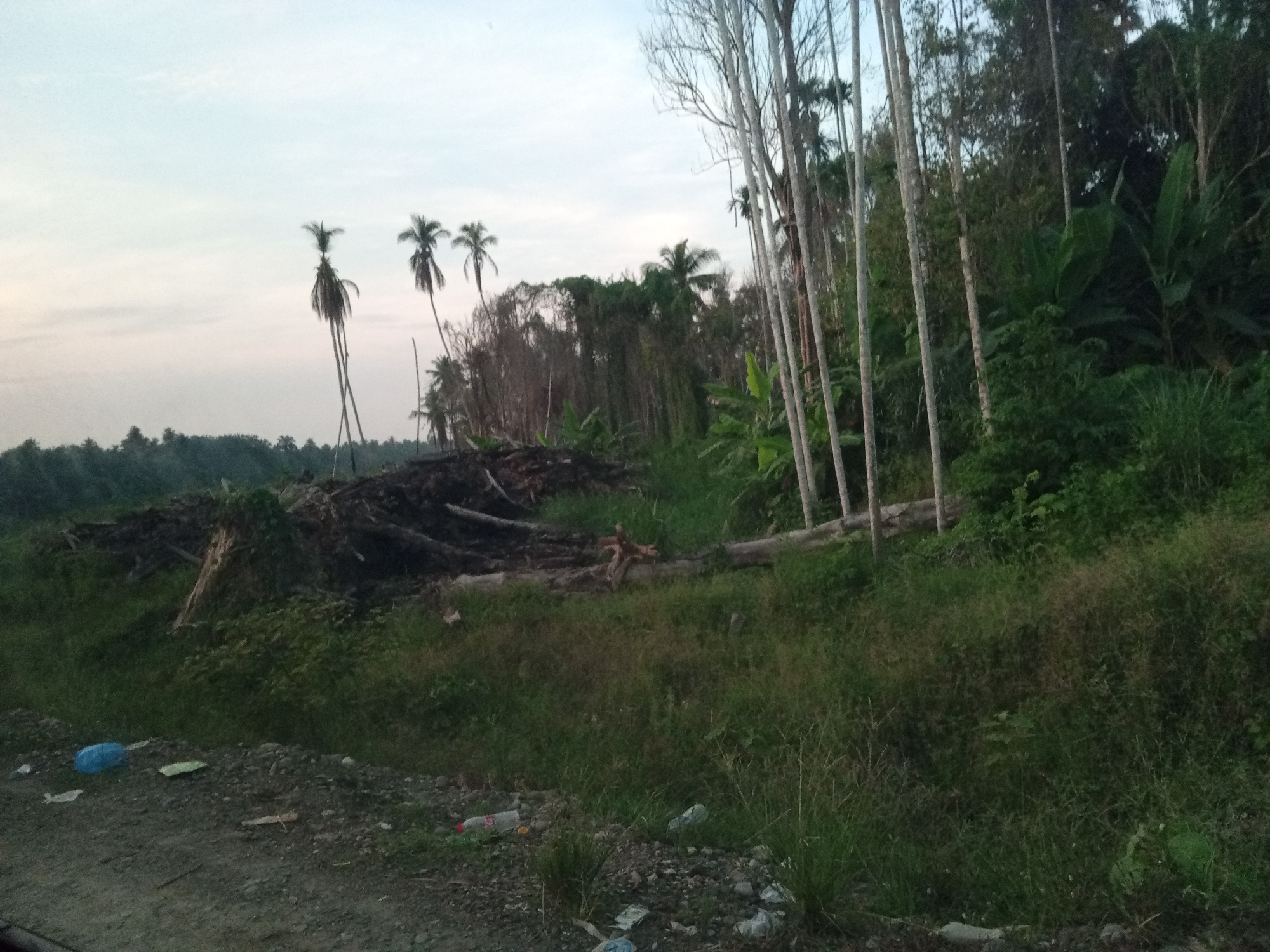 The image depicts a rural scene in Awegeutahpaya, Indonesia, characterized by a desolate roadside area adjacent to a dense forest and an area of cleared vegetation. In the foreground, a gravelly road is visible with scattered debris including a blue plastic bag, a white plastic bottle, and other unidentifiable trash. Beyond the road, tall, thin trees with sparse foliage line the edge of a forest. To the left of the frame, a large pile of felled trees and branches, appearing to be recently cleared or burned, is present. Several palm trees are scattered amongst the cleared area and further into the landscape. The environment is overgrown with grass and vegetation. The sky is overcast with a light, hazy hue. The overall impression is one of neglect and environmental disturbance.