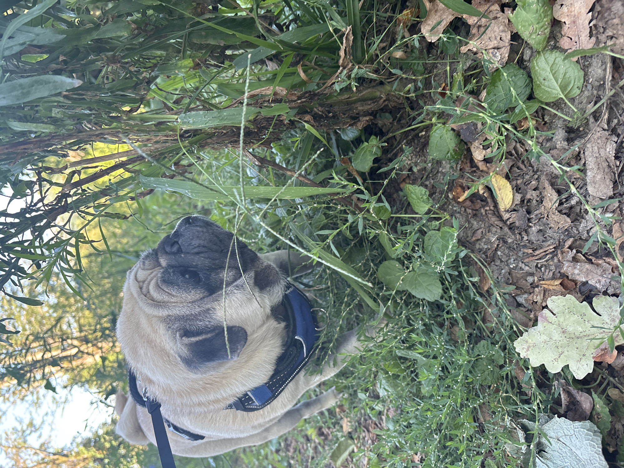 A pug dog, wearing a blue and black harness, is sniffing at the base of a large plant with tall, thin stalks. The dog is facing towards the right of the frame, with its head lowered. The dog has light brown fur and a black muzzle. The plant has green leaves and brown, dried stalks. The ground is covered in dirt, fallen leaves, and green foliage. In the background, trees and sunlight are visible. The scene appears to be outdoors, possibly in a park or natural area within Sochi, Russia, given the vegetation and lighting conditions suggestive of a temperate climate. There are no people visible in the image.