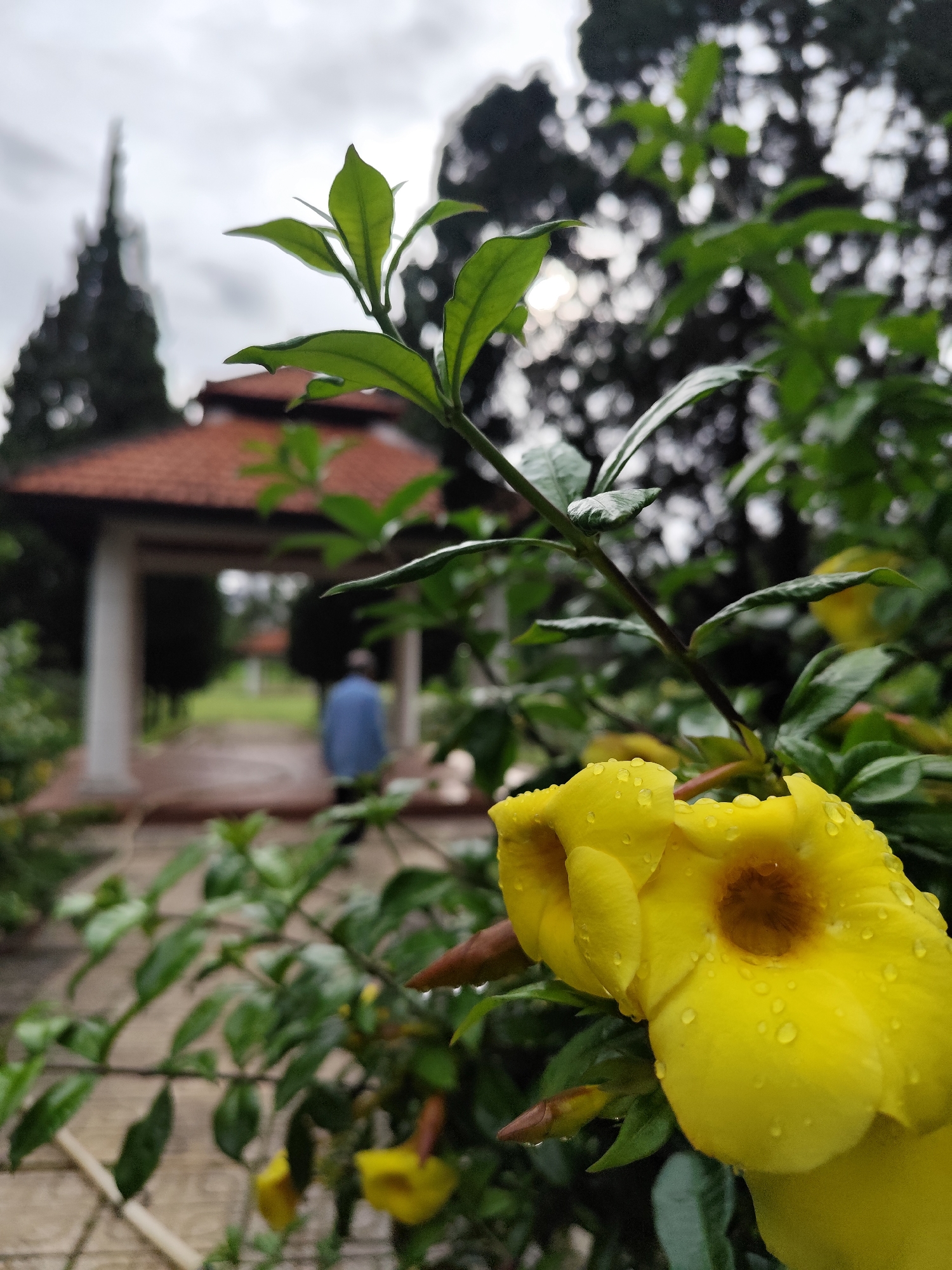 The image shows a close-up of yellow Allamanda flowers with water droplets on their petals, set against a blurred background of a park or garden in Da Lat, Vietnam. A gazebo with a red roof is visible in the background, along with a person walking away from the camera. The weather appears overcast.