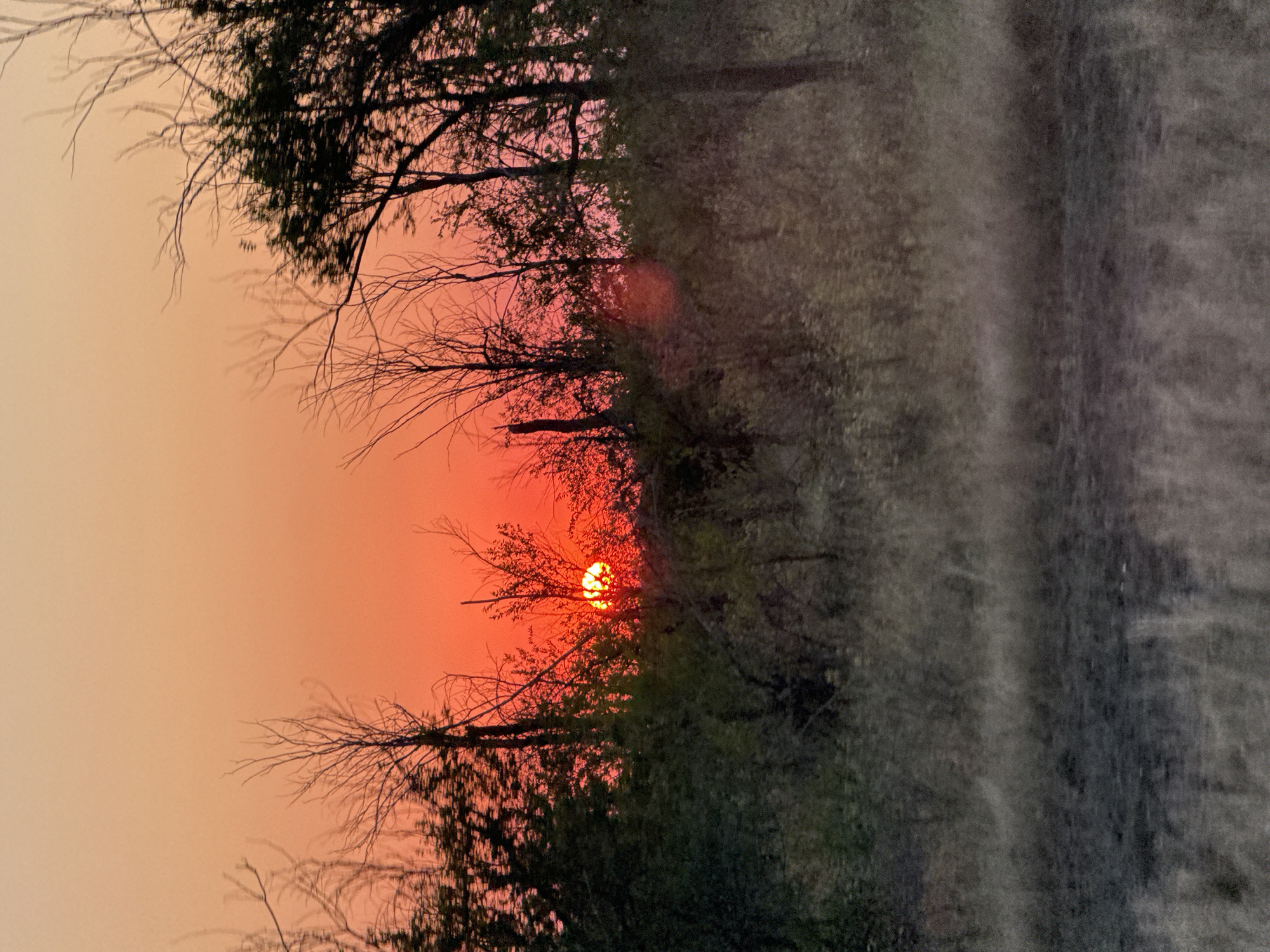 This is a photograph taken at sunset in Pugachyov rural district, Kazakhstan. The sky is a gradient of orange and red, with the sun partially obscured by trees and foliage in the middle ground. The foreground consists of dry grass and a dark patch of earth. The scene depicts a natural, rural environment during twilight.