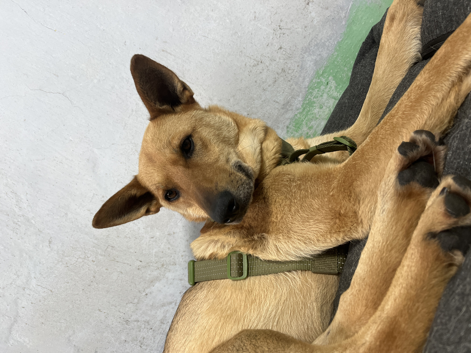 The image shows a medium-sized, light brown dog lying on a textured surface. The dog has dark brown eyes, a black nose, and large, erect ears. It is wearing a green collar with a buckle. The dog's paws are visible, with dark pads. The background is a mottled white and gray surface, possibly a wall, with some green and dark gray elements suggesting furniture or bedding. The lighting appears to be artificial, casting soft shadows. The dog's pose and relaxed demeanor suggest it is resting. There is no visible text in the image. The location context provided is Nizhny Tagil, Russia, but there are no specific visual cues to confirm this.