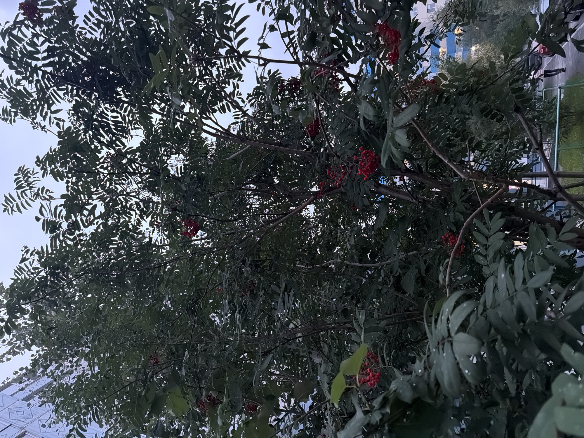 The image depicts a close-up view of a Rowan tree with bright red berries, its branches and leaves filling most of the frame. The tree is situated in an urban environment, indicated by the presence of a multi-story building with blue and white facade details in the background on the left, and other buildings and trees visible further in the distance. A paved walkway or road is visible at the bottom right, with a person walking away from the camera. Several parked cars are also present. The sky appears overcast and is a pale blue-gray. The scene is consistent with an outdoor urban setting in Surgut, Russia, possibly in a residential area or park during late summer or early autumn, given the ripeness of the berries.
