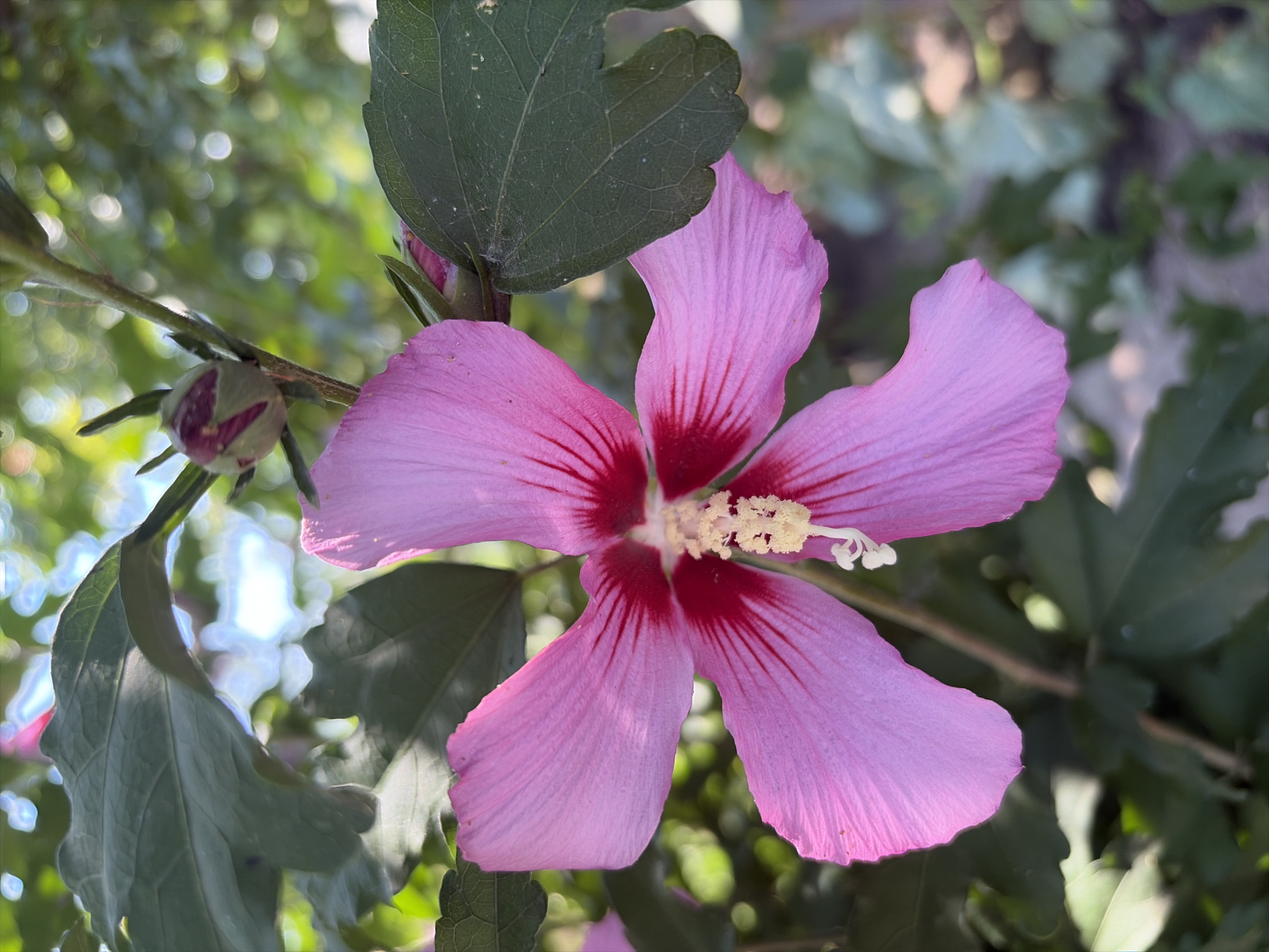 A close-up, eye-level, vertical shot showcases a single, large, vibrant pink hibiscus flower in full bloom. The flower's five petals are broad and slightly ruffled, with delicate pink veins radiating from a deep crimson center. The stamen, a cluster of yellow pollen-tipped filaments, extends from the heart of the bloom.
The flower is positioned centrally, with its petals fanning out. Behind it, several dark green hibiscus leaves are visible, some sharply in focus, others blurred by the shallow depth of field. A pink-purple bud, partially unfurled, rests on a thin stem above and to the right of the main flower, hinting at future blooms. The background is a soft blur of green foliage and dappled sunlight, suggesting an outdoor setting in a garden or park. The overall lighting is bright, with sunlight illuminating the flower and creating highlights.
The image was captured on a sunny day in the city of Oxentea, Moldova. The scene is one of natural beauty, focusing solely on the botanical elements without any human presence or activity. The photograph's composition emphasizes the intricate details and vivid colors of the hibiscus.