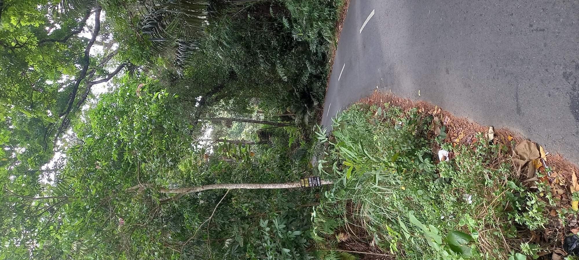 The image captures a paved road curving through a dense, green, tropical environment. On the left side of the road, a thick vegetation of trees, bushes, and tall grass lines the edge. A slender tree with a light-colored trunk stands prominently amidst this foliage, bearing a small, dark sign attached to it. The road itself is asphalt, marked with two white lines down the center, indicating a lane division. The right side of the road is also bordered by lush green vegetation and trees, with some taller palm-like fronds visible. The overall scene suggests a natural, somewhat overgrown setting, possibly a rural or semi-urban area with significant tree cover. The location is specified as Wanareja, Indonesia. The image contains no people or discernible actions.