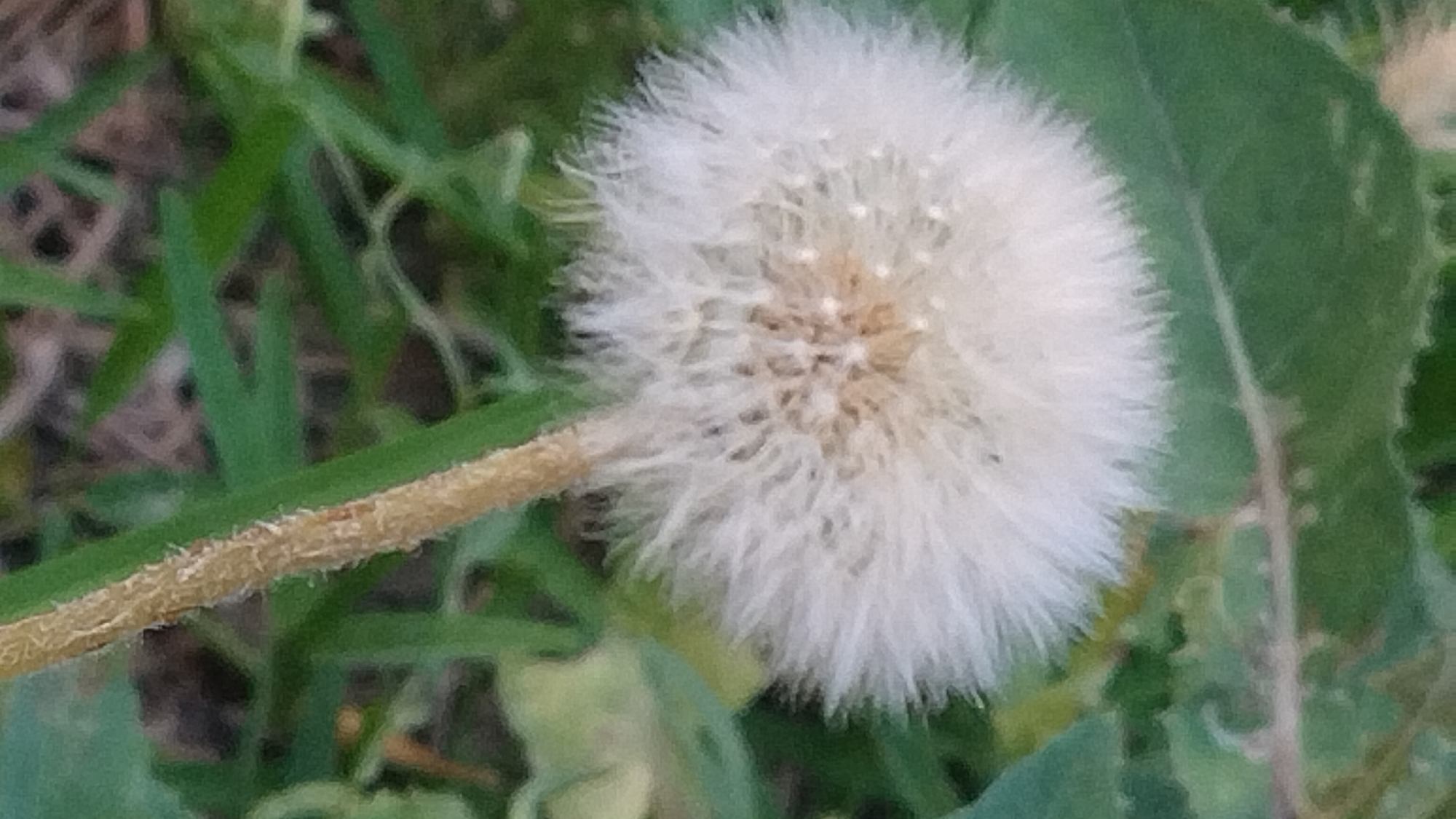 The image shows a close-up of a dandelion seed head with its fluffy white pappi. The dandelion is in focus, with a blurred green background of leaves and grass, suggesting an outdoor setting. The stem of the dandelion is visible, a light brown color and slightly fuzzy. The seed head is round and appears to be fully formed, ready to disperse its seeds. The image does not contain any information about the city of Perea, Greece.