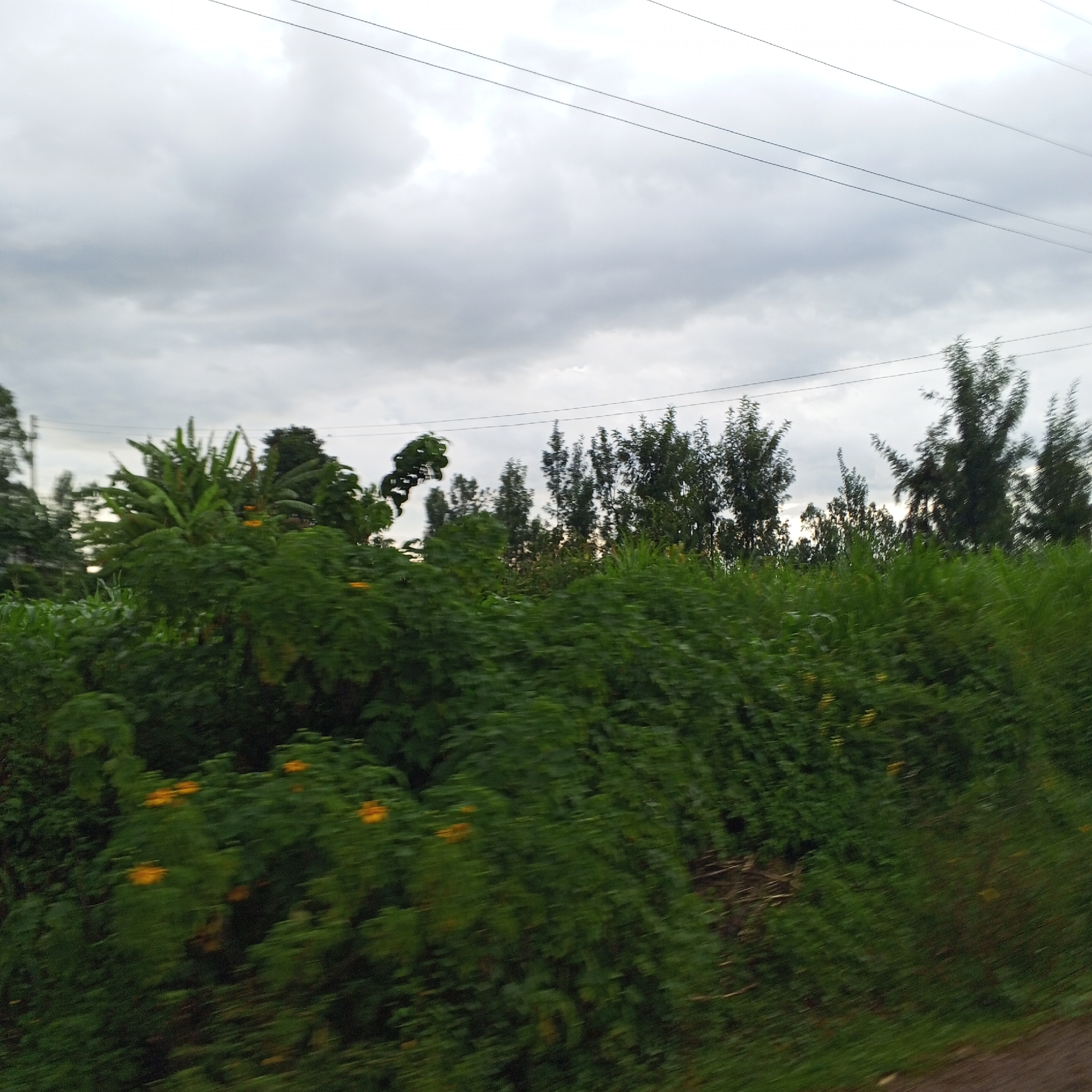 The image shows a roadside scene in Borabu Chitago ward, Kenya. The foreground consists of lush green vegetation, including bushes and trees. Some yellow flowers are visible among the foliage. Beyond the immediate foreground, taller trees are seen. Overcast skies dominate the upper portion of the image. Electrical power lines run across the upper part of the frame. The image appears to have been taken from a moving vehicle, suggested by the blur. No people or animals are visible in the scene.