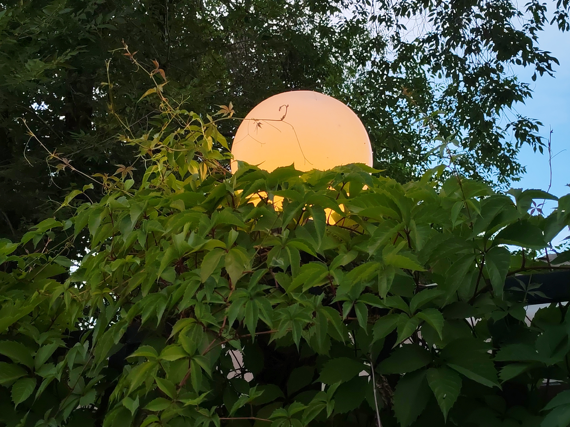An outdoor, low-angle, medium shot captures a lit, spherical outdoor lamp, partially obscured by lush green foliage. The lamp emits a warm, yellow-orange light, and a thin, dried vine with tendrils wraps around its top left portion. The background consists of dark green tree leaves, with the bright blue sky visible in the upper right corner. The scene appears to be set in an urban or suburban environment, possibly a garden or patio area. There are no people visible in the frame.