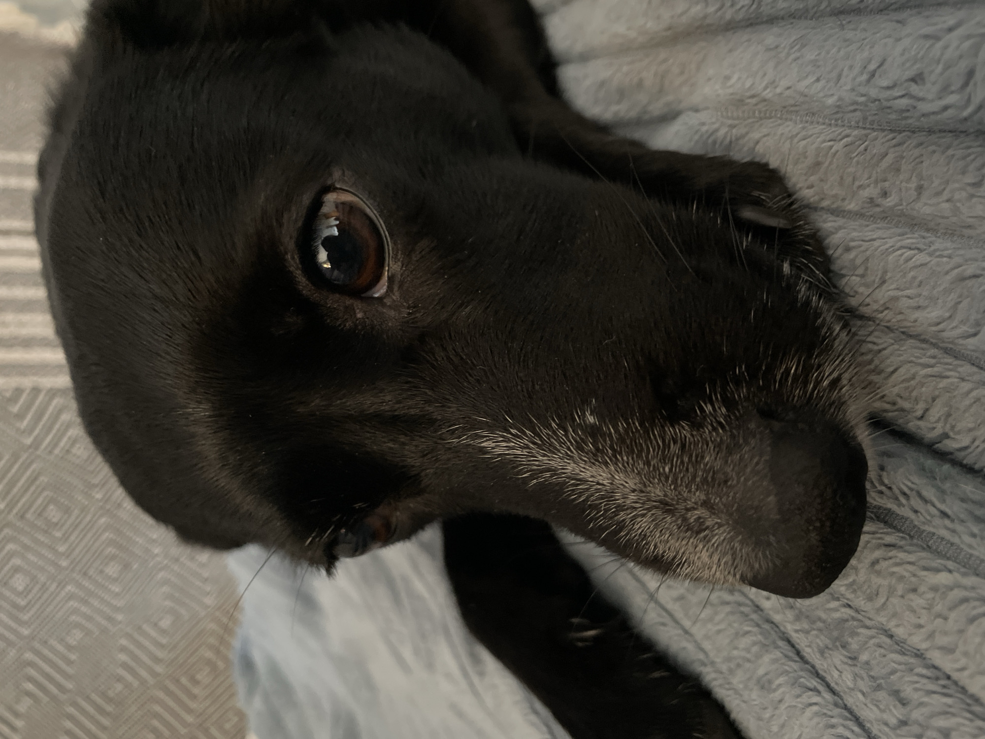 A close-up, eye-level shot shows the face of a black dog lying on a light blue, textured blanket. The dog's left eye is visible, with a brown iris and a reflection of a window in the pupil. White hairs are visible around its muzzle. The background shows a gray, patterned surface. The image does not provide any information about the city of Herceg Novi, Montenegro.