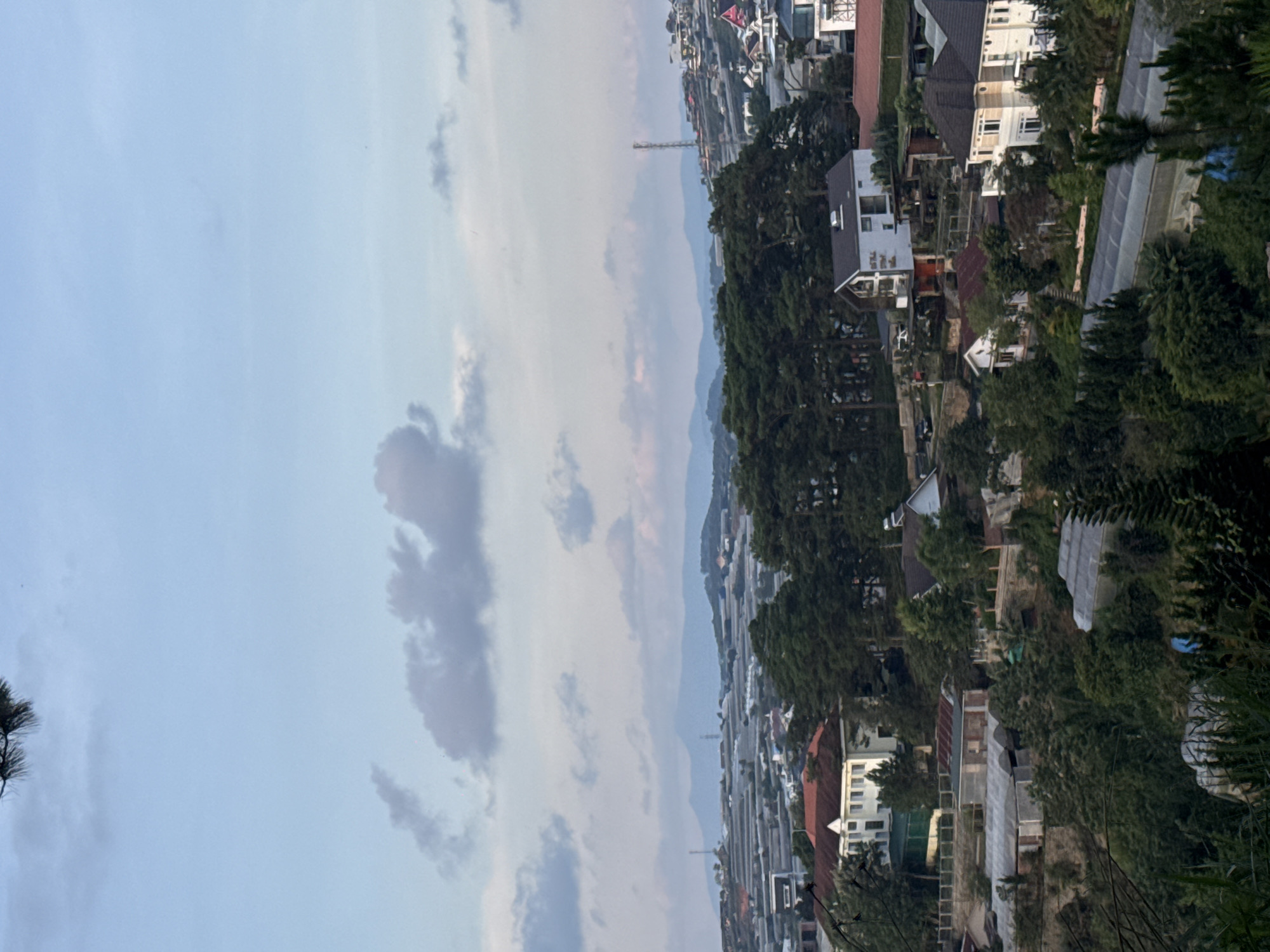 This image presents a panoramic, elevated view of a hilly landscape in Xuân Trường - Đà Lạt, Vietnam. The upper portion of the frame features a light blue sky with scattered, diffuse cumulus clouds of white and light grey. A dark, out-of-focus pine branch extends into the top-left corner.
The terrain below consists of undulating hills covered in a mixture of dense evergreen trees, particularly conifers, and extensive agricultural infrastructure. Numerous greenhouses with translucent or reflective plastic coverings are widely distributed across the hillsides, indicating a prevalent cultivation activity. These structures appear in various sizes and configurations, some partially obscured by vegetation.
Interspersed within this cultivated and forested landscape are multiple residential buildings. Notable structures include a multi-story white house with a prominent red-tiled roof on the left side of the midground, and several modern-style homes with dark roofs and light-colored facades scattered throughout the scene. A tall, slender communication or utility tower is visible on a distant elevated point towards the right side of the image. The foreground is heavily vegetated with various types of foliage, including tall grasses and bushes. No human figures are visible within the frame. The lighting is soft and even, consistent with either early morning or late afternoon conditions.