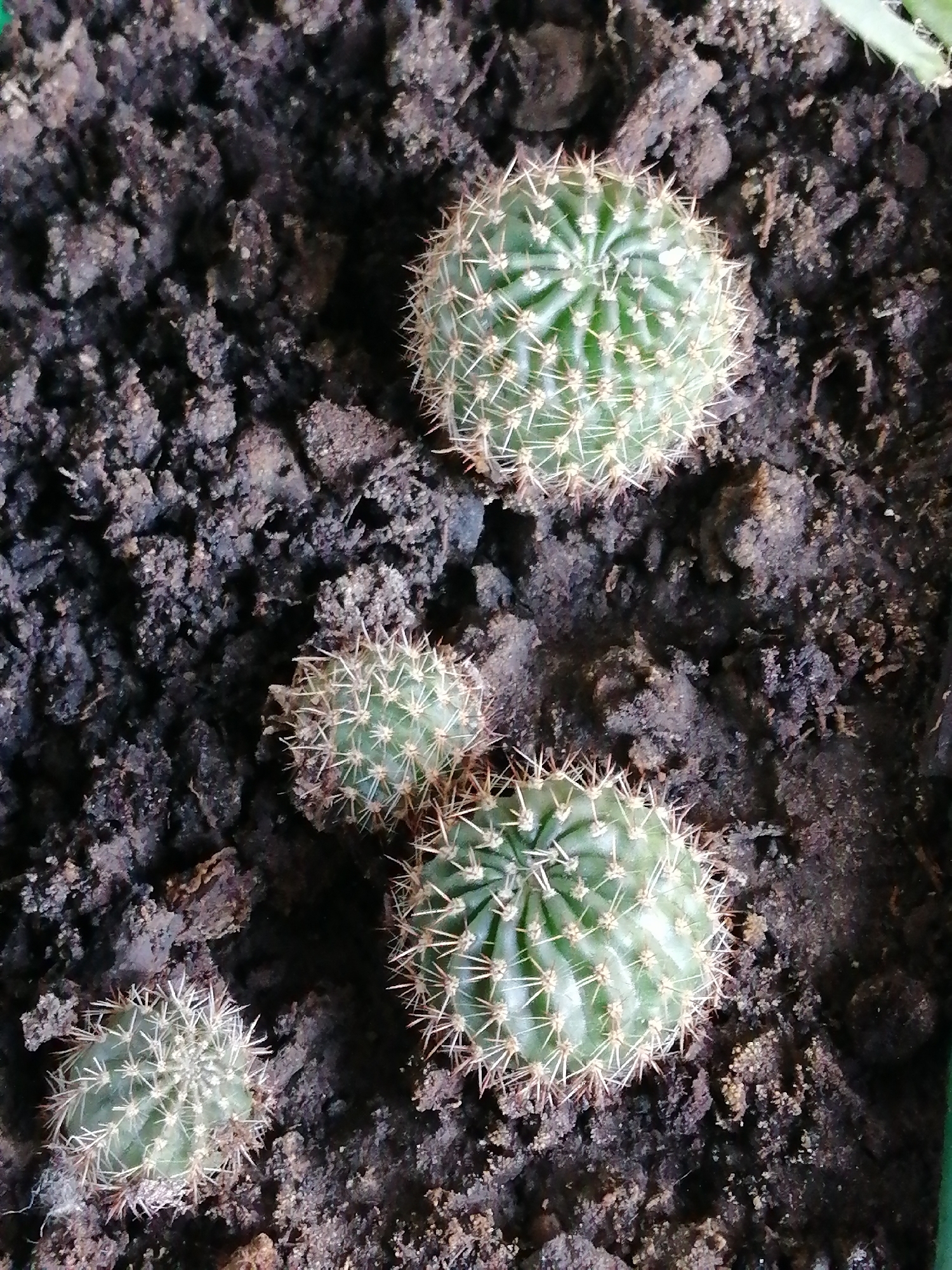 The image is a close-up, top-down view of a pot containing several small cacti planted in dark, loamy soil. The cacti are various sizes, with spines clearly visible. The soil appears dry and clumpy. The scene is indoors or in a controlled environment, as indicated by the lack of external elements or specific urban context. There are no people, actions, or interactions depicted. The image does not provide any information that could link it to Rostov-on-Don, Russia, or any specific city.