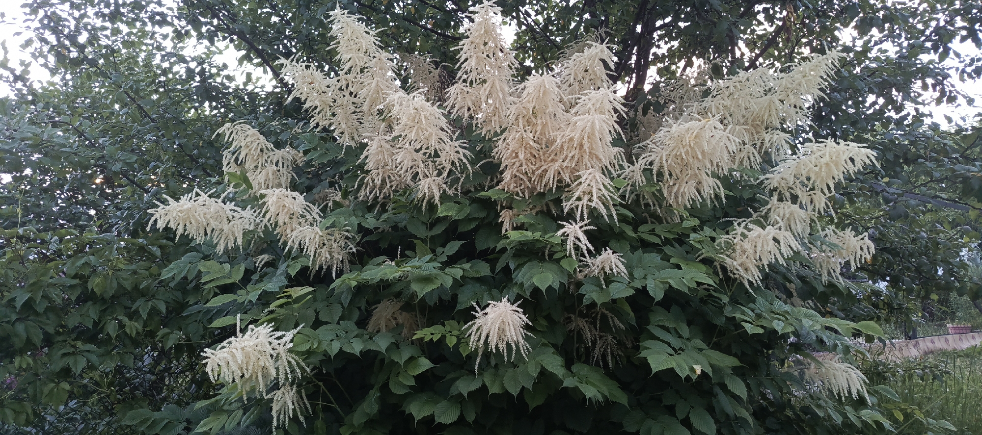 In a lush green setting, a tall, bushy plant with numerous feathery, cream-colored blossoms dominates the foreground of the image. The plant is surrounded by dense, dark green foliage, some of which appears to be from the same plant and some from other trees and bushes. The background shows more greenery and a hint of a light-colored structure with a patterned top, possibly a fence or a decorative border, in the lower right portion of the frame. The lighting suggests it might be late afternoon or early morning, with diffused sunlight filtering through the leaves. The overall scene is one of natural, possibly cultivated, growth within a garden or park environment. The location is identified as Мерчалово Снт, Russia.