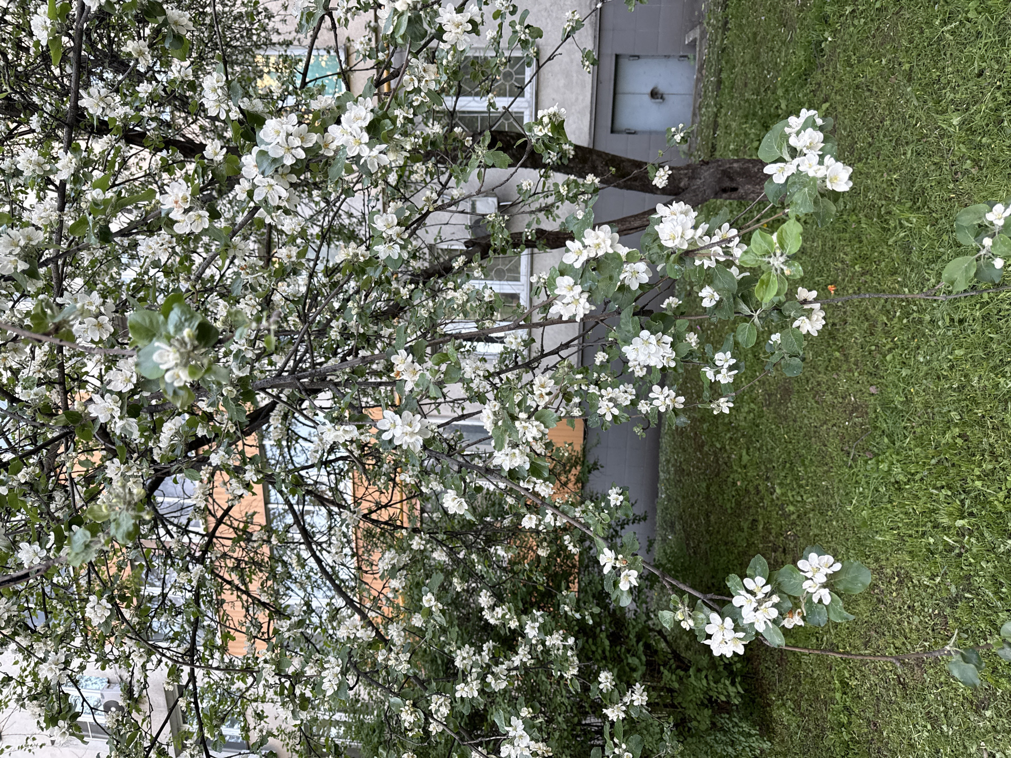 The image shows a flowering tree with white blossoms against the backdrop of a building and green grass. The building has a light-colored facade with windows and a metal door. The tree is full of white flowers and green leaves. The grass is a lush green. The location is likely in an urban area within Moscow, Russia, given the presence of the building and the managed greenery. The scene depicts springtime with the tree in full bloom. No people are visible.