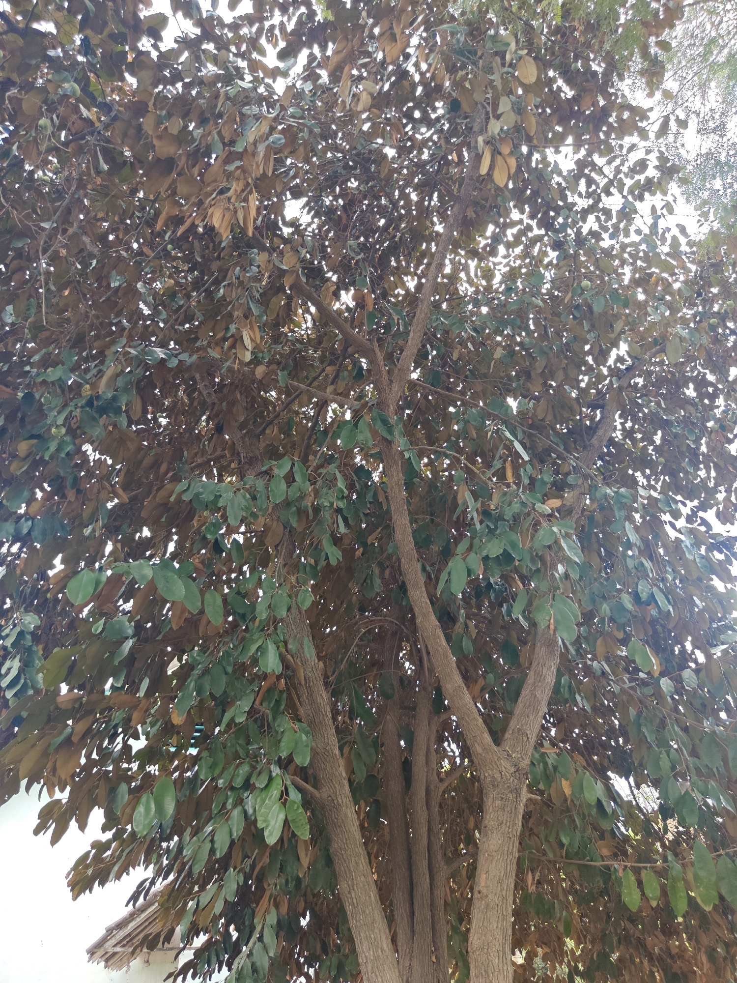 The image captures a low-angle view of a tree with a mix of green and brown leaves. The tree has multiple thick, textured brown trunks that branch out extensively, creating a dense canopy. Sunlight filters through the leaves, creating a dappled effect against a bright sky. In the lower left corner of the image, a small portion of a building with a tiled roof is visible. There are no people or animals present in the frame. The setting appears to be outdoors in a tropical or subtropical climate, likely in Cermee, Indonesia, given the context.