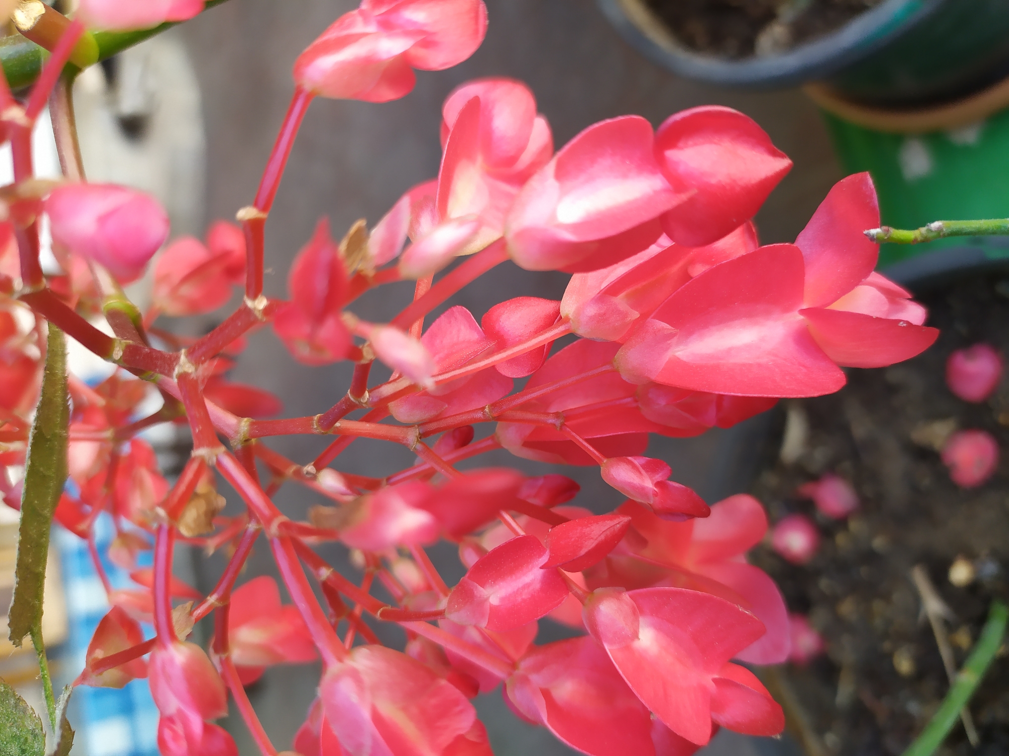 This is a close-up, eye-level, outdoor, daytime photograph of a cluster of bright pink begonia flowers with delicate, drooping petals. The flowers are the primary subject and fill most of the frame, with their thin, red stems intertwining. The background is softly blurred, showing hints of dark soil, a green stem, and the rim of a dark pot, suggesting the flowers are in a garden or balcony setting. There are no people, animals, or specific landmarks of Bilajari, Azerbaijan visible in the image.
