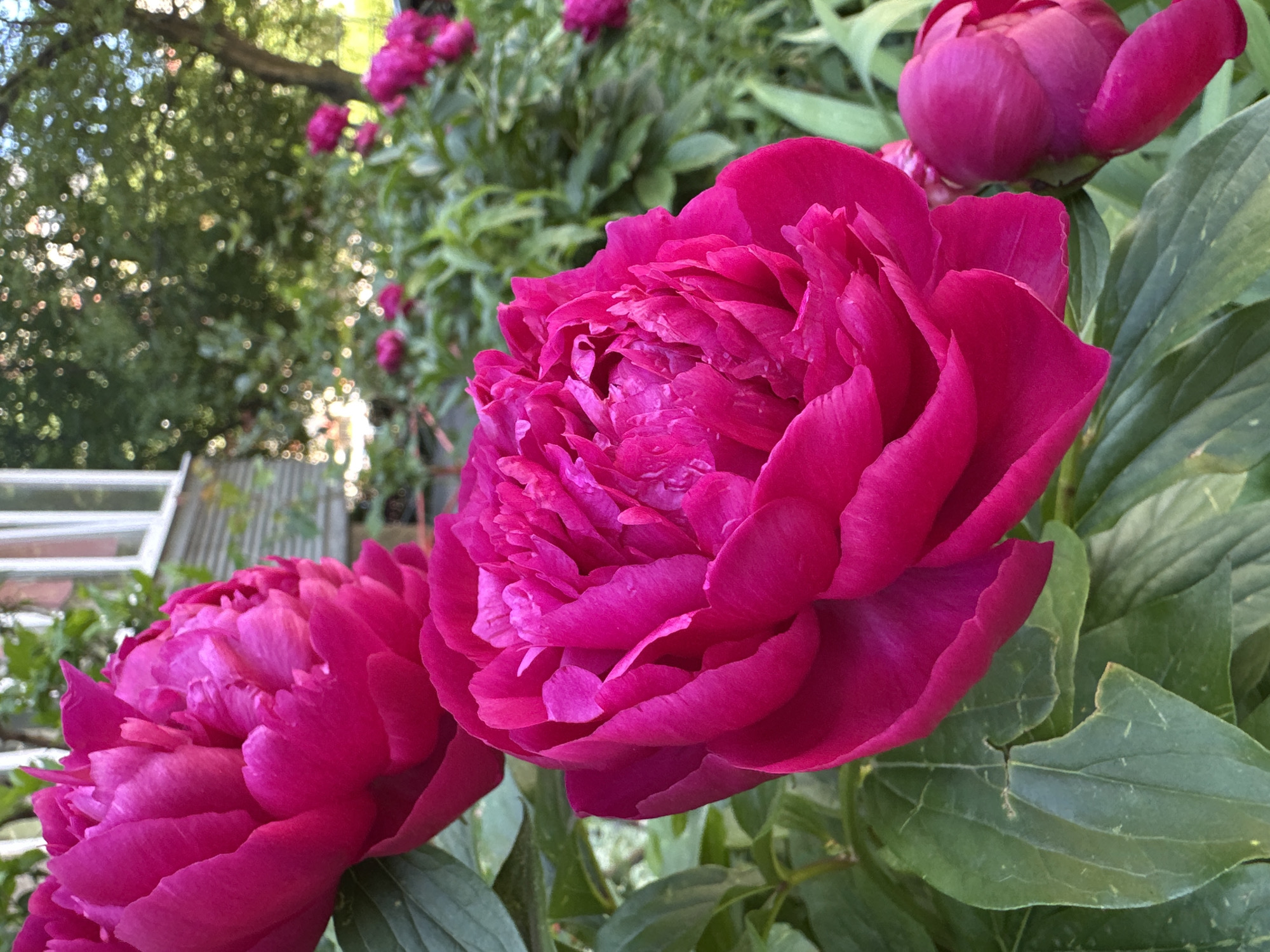 In an outdoor setting, likely a garden, a close-up view focuses on several vibrant pink peonies. The foreground is dominated by a large, fully bloomed peony with ruffled petals, positioned to the right of the frame. To its left and slightly behind is another large peony, also in full bloom, with its petals extending out of the frame. Further in the background, more peonies are visible, some in bloom and others as buds. Lush green leaves surround the flowers, creating a rich botanical backdrop. In the upper left corner, a portion of a building with white-trimmed windows and light-colored siding is visible, suggesting a residential area. The background is further softened by the presence of trees, their leaves creating a dappled light effect from the sun. The overall scene is characterized by the vivid color of the peonies against the verdant foliage and the subtle presence of human habitation.