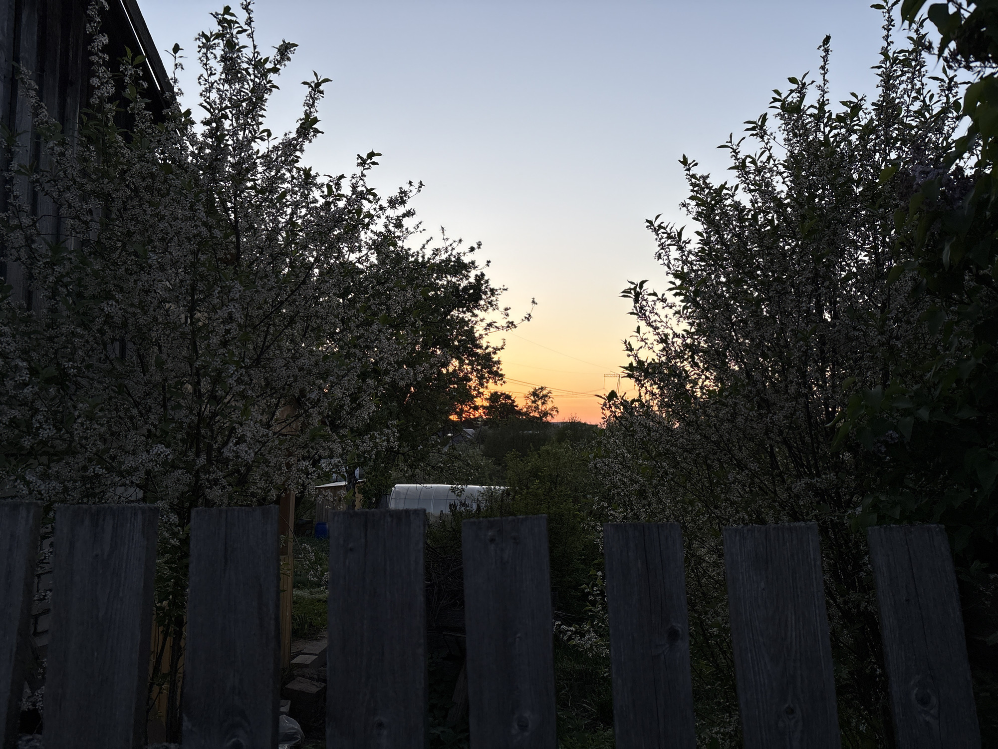 The image shows a view through a wooden fence at dusk, likely in a rural or suburban setting near Chaikovsky, Russia. Two trees with white blossoms frame a distant view of houses and trees silhouetted against an orange and blue sky. The fence occupies the lower portion of the frame and is composed of dark, weathered wooden planks. A building is visible on the left, with a light-colored structure and garden visible through the gaps in the fence. The overall scene appears peaceful and serene, with the soft light suggesting either sunrise or sunset.