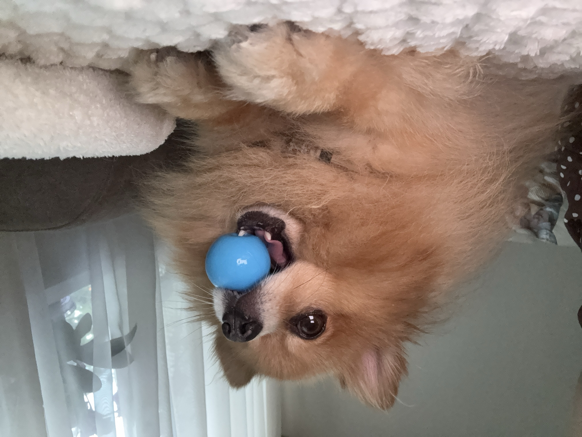 A small, fluffy, light brown dog, likely a Pomeranian, lies on a white, fluffy surface, possibly a blanket or bed. The dog has its mouth open, holding a bright blue ball. Its eyes are dark and round, with a light reflection visible in the left eye. The dog's fur is thick and appears somewhat messy. In the background, sheer white curtains are visible, with shadows of plants and possibly a window frame cast upon them. The overall setting appears to be indoors, in a domestic environment. There is no information in the image to suggest a specific location in the city of Plovdiv, Bulgaria.