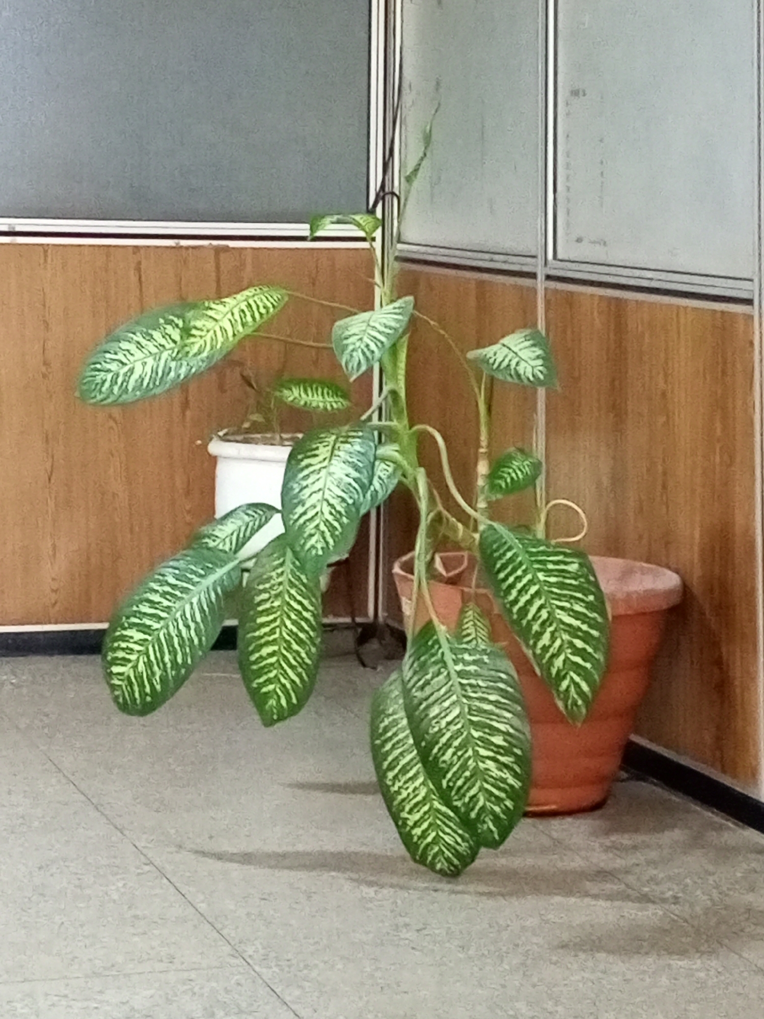 The image shows a large potted Dumb Cane plant with variegated green and white leaves. The plant is in the foreground, with its leaves cascading downwards. Behind the plant, there is a light-colored wall with vertical wooden paneling. To the left, there is a window with a frosted glass panel. To the right, a terracotta pot is visible, containing the Dumb Cane plant. The floor appears to be tiled in a light gray color. The scene suggests an indoor environment, possibly an office or a home. The presence of a Dumb Cane plant, common in tropical and subtropical regions, is consistent with the climate of Jos, Nigeria. The overall impression is one of a well-maintained interior space.