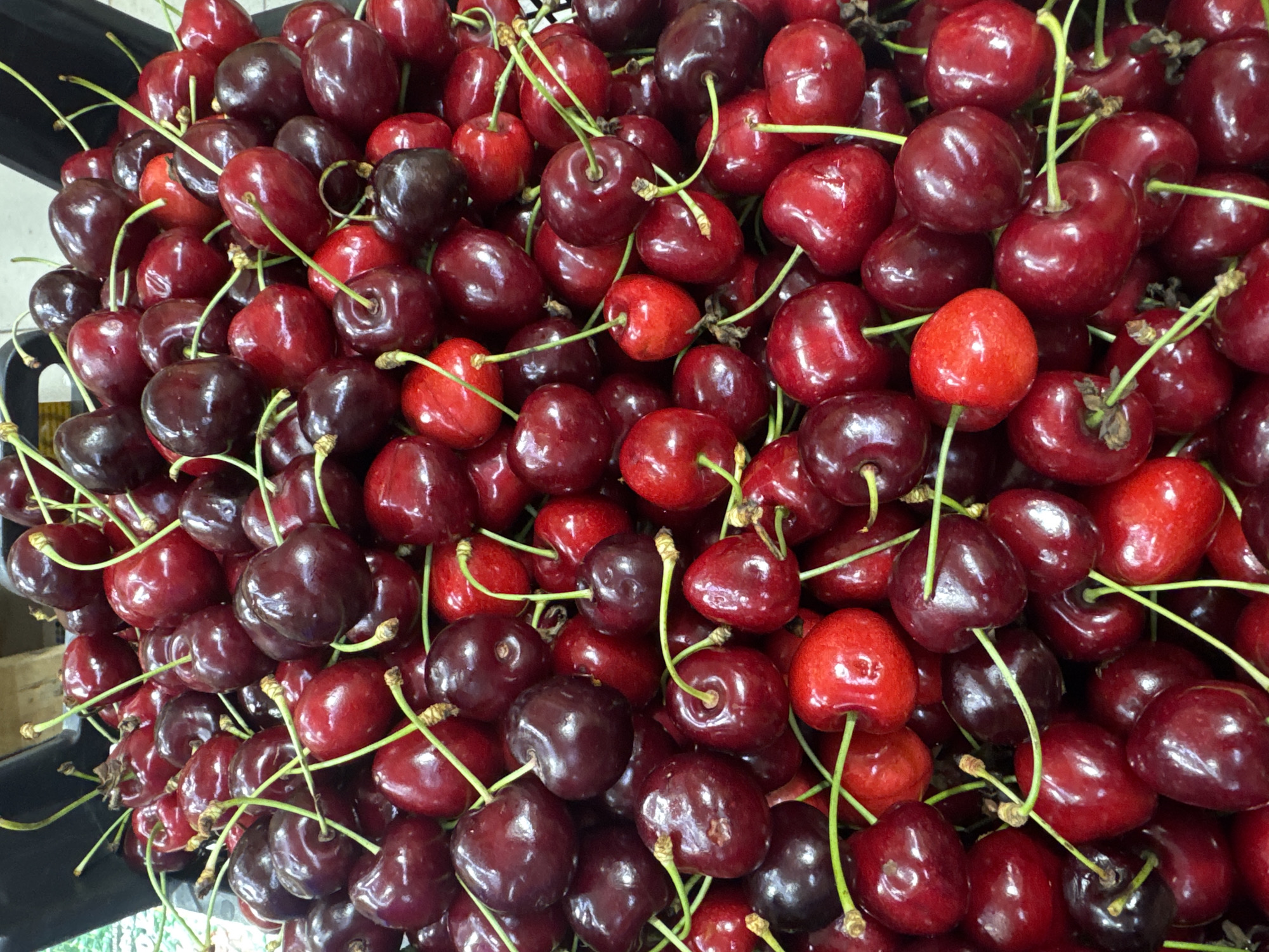 A close-up, overhead, high-angle shot shows a large pile of dark red cherries in a black plastic container. The cherries are plump and glistening, with visible stems. The container appears to be full, with cherries spilling over the edge. The lighting is bright and even, suggesting an indoor setting. The background is out of focus but appears to be a store or market environment. No people are visible in the image. The image is a still life composition, focusing solely on the fruit. There is no specific information available about the location in the city of Ufa, Russia, to be included.