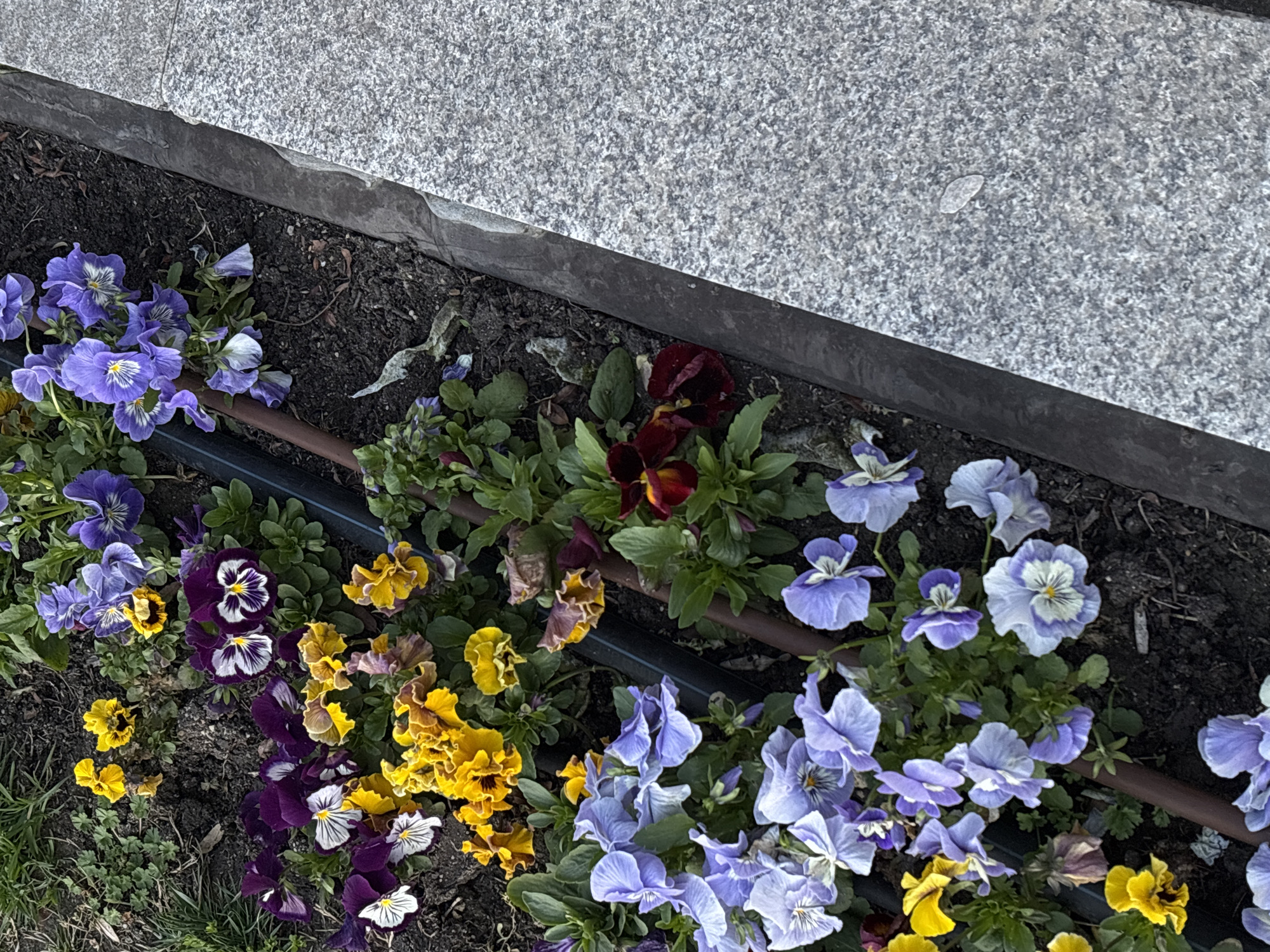 A close-up, eye-level shot shows a flower bed bordering a stone surface. The flowers are predominantly pansies, displaying a variety of colors including yellow, purple, blue, and burgundy. A brown irrigation tube snakes through the bed. The stone surface is gray and textured. The location is Varna, Bulgaria, based on the species of flower.