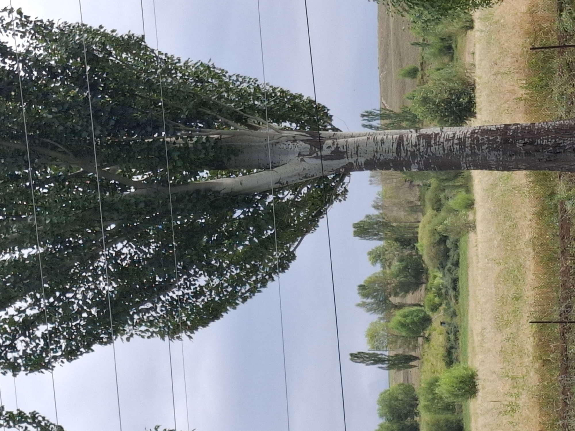 The image shows a tall, slender tree with white bark and green leaves in the foreground. The tree is positioned slightly off-center to the right. Several horizontal power lines are visible across the frame, passing in front of the tree. In the background, there is a gentle slope covered in a mix of trees and vegetation, with a pale, overcast sky above. The overall setting appears to be a rural or semi-rural area, possibly on the outskirts of Jeti-Ögüz, Kyrgyzstan, given the landscape's characteristic rolling hills and scattered trees. There are no people or animals visible in the image. The scene depicts a natural environment with the presence of man-made infrastructure (power lines).
