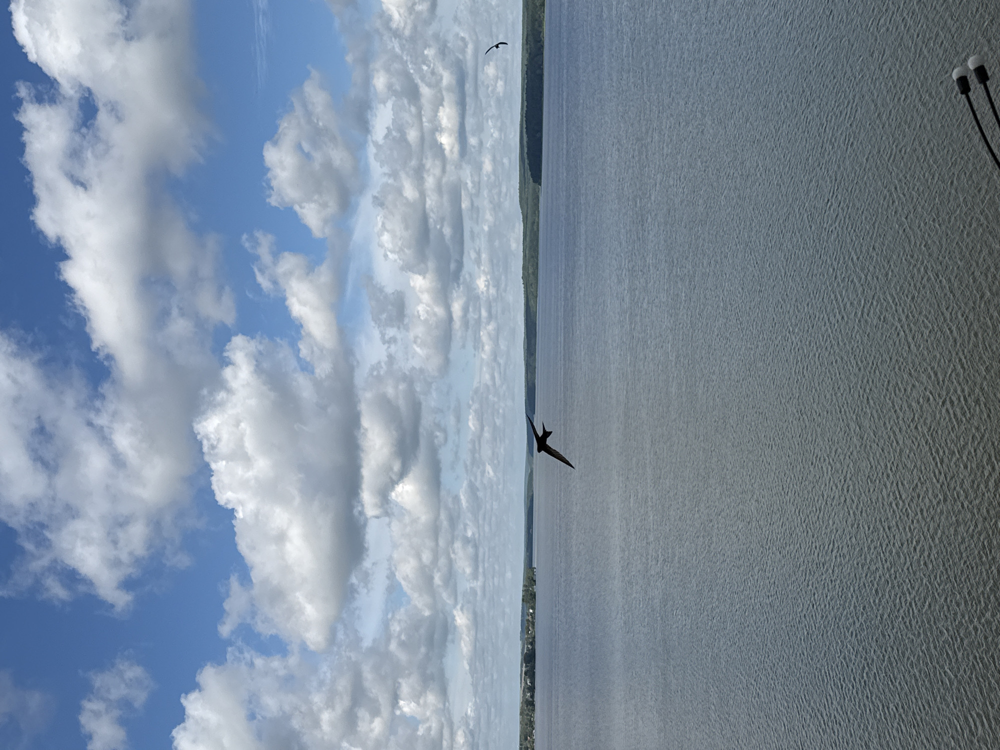 A panoramic view captures a wide expanse of calm, blue water under a partly cloudy sky. In the foreground, a small section of black cables with white tips is visible, suggesting the presence of equipment or a device. The middle ground is dominated by the serene water, with subtle ripples indicating gentle movement. In the distance, a lush green shoreline with trees and scattered buildings forms a distinct horizon line. Two dark birds are in flight: one, a swallow with distinctive forked tail, is closer to the camera and positioned in the center-left of the frame, while the other is a smaller, less distinct bird further to the right. The sky above is a bright blue, punctuated by large, fluffy white clouds that cast soft shadows. The scene evokes a sense of tranquility and natural beauty, with the presence of technology in the foreground adding a subtle contrast. The location is Votkinsk, Russia, likely overlooking the Votkinsk Reservoir, a significant body of water in the region.