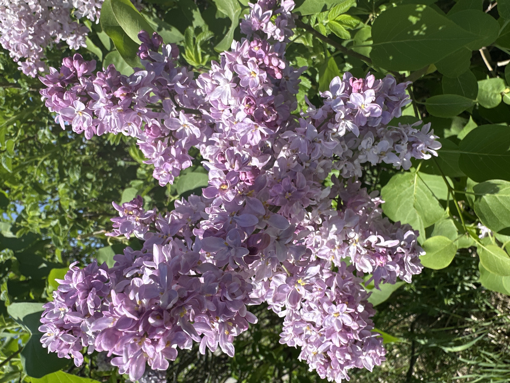 A close-up, top-down view captures a profusion of vibrant purple lilac flowers in full bloom. Large clusters of the small, fragrant blossoms dominate the frame, showcasing various shades of light lavender and richer purple. Each individual floret typically features four petals and a tiny yellow or light-colored center.
Bright, natural sunlight illuminates the scene, creating strong highlights on the upper surfaces of the petals and casting some shadows deeper within the clusters, indicating a clear, sunny day, likely in the morning or afternoon.
The background is filled with lush green foliage, consisting of the broad leaves of the lilac bush and other surrounding greenery. Some leaves are brightly lit, while others are partially shaded, adding depth to the natural setting. A few dark branches are visible intermittently among the leaves and flowers.
There are no people, animals, or man-made objects visible in the image. The scene depicts a thriving natural environment, characteristic of springtime or early summer. Given the location context of Chaikovsky, Russia, this would be a common and beautiful sight during these seasons. No text is visible.